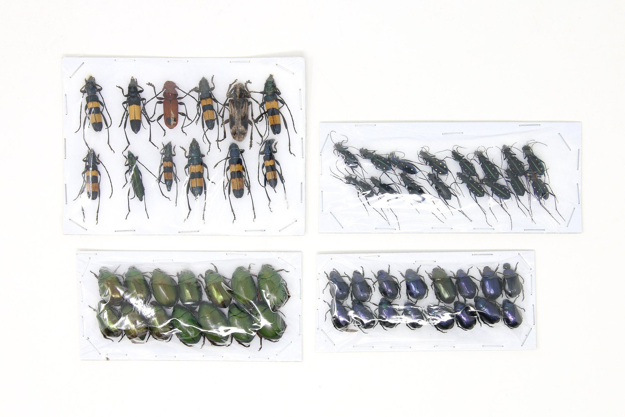 Assorted Specimens Insect Collection (Thailand) A1 Unmounted Dried Beetles, Coleoptera LOT*176