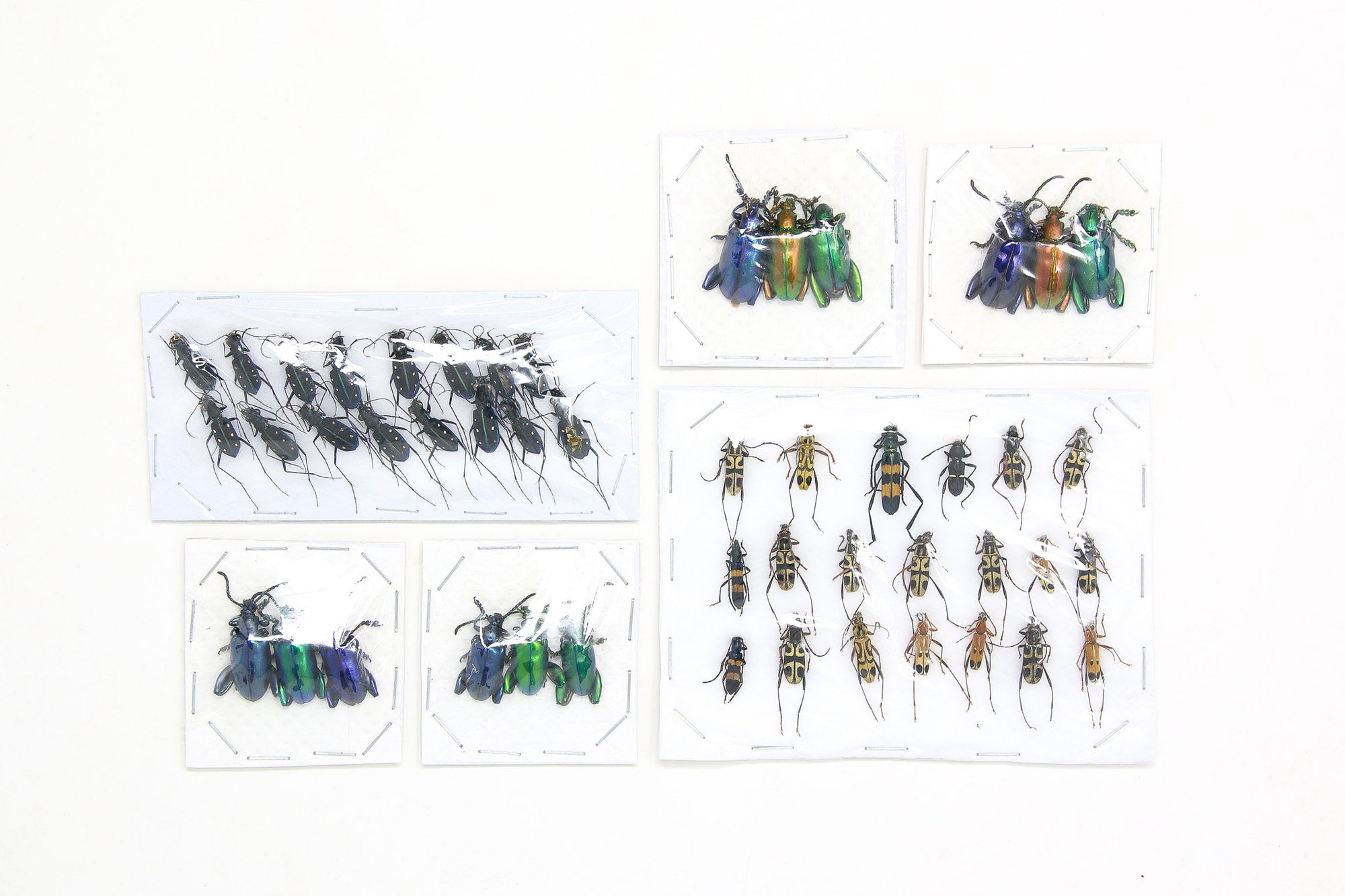 Assorted Specimens Insect Collection (Thailand) A1 Unmounted Dried Beetles, Coleoptera LOT*183