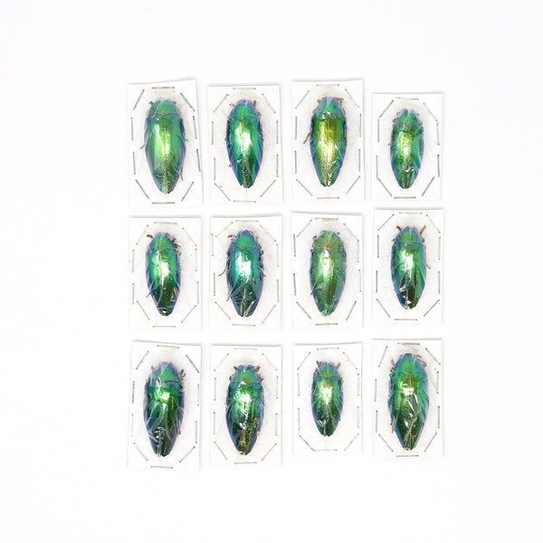 Assorted Specimens Insect Collection (Thailand) A1 Unmounted Dried Bee
