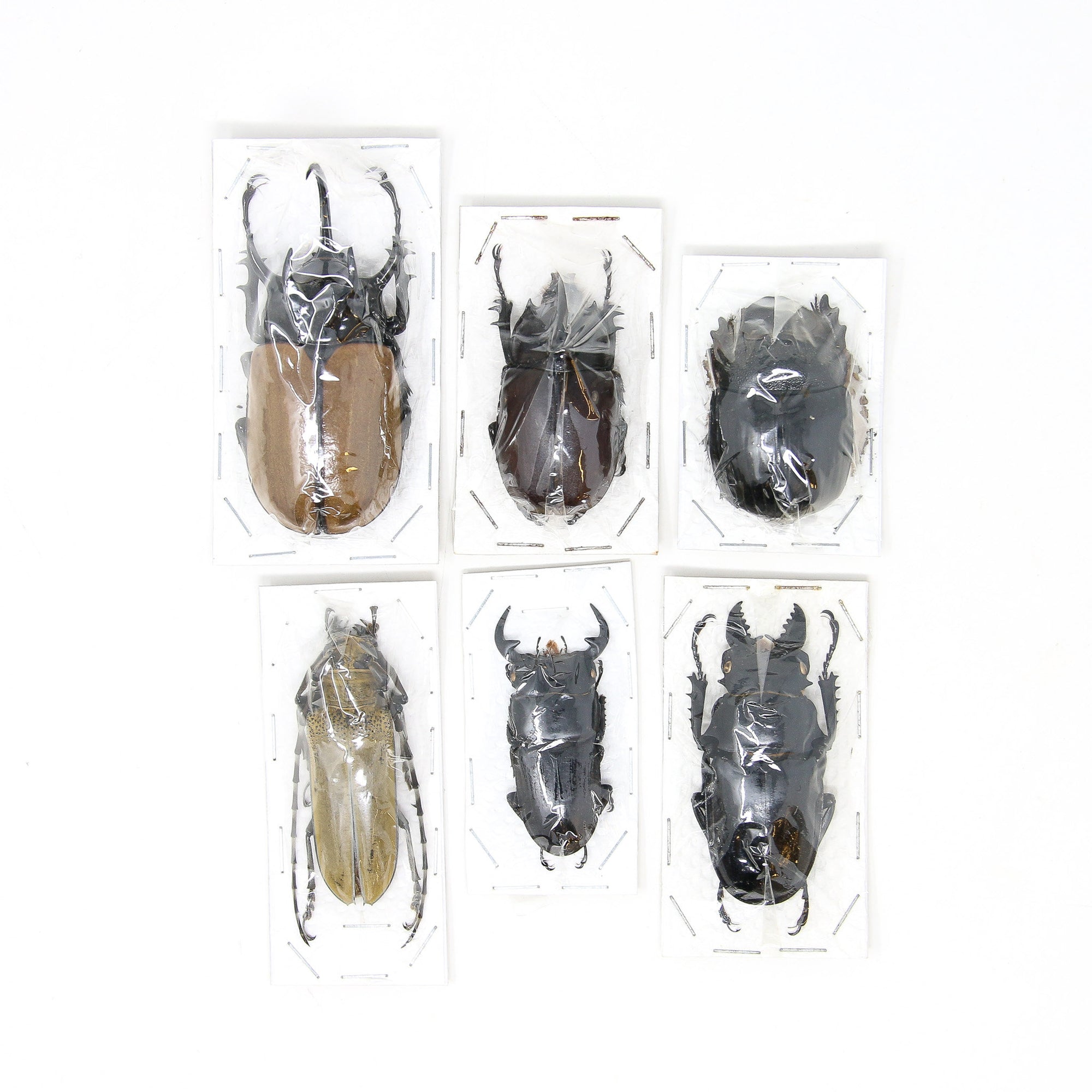 Assorted Specimens Insect Collection (Thailand) A1 Unmounted Dried Beetles, Coleoptera LOT*187