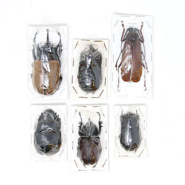 Assorted Specimens Insect Collection (Thailand) A1 Unmounted Dried Bee