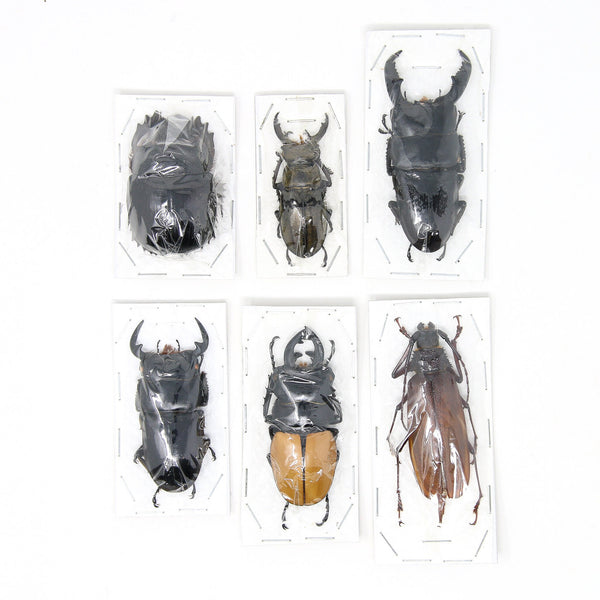 Assorted Specimens Insect Collection (Thailand) A1 Unmounted Dried Bee