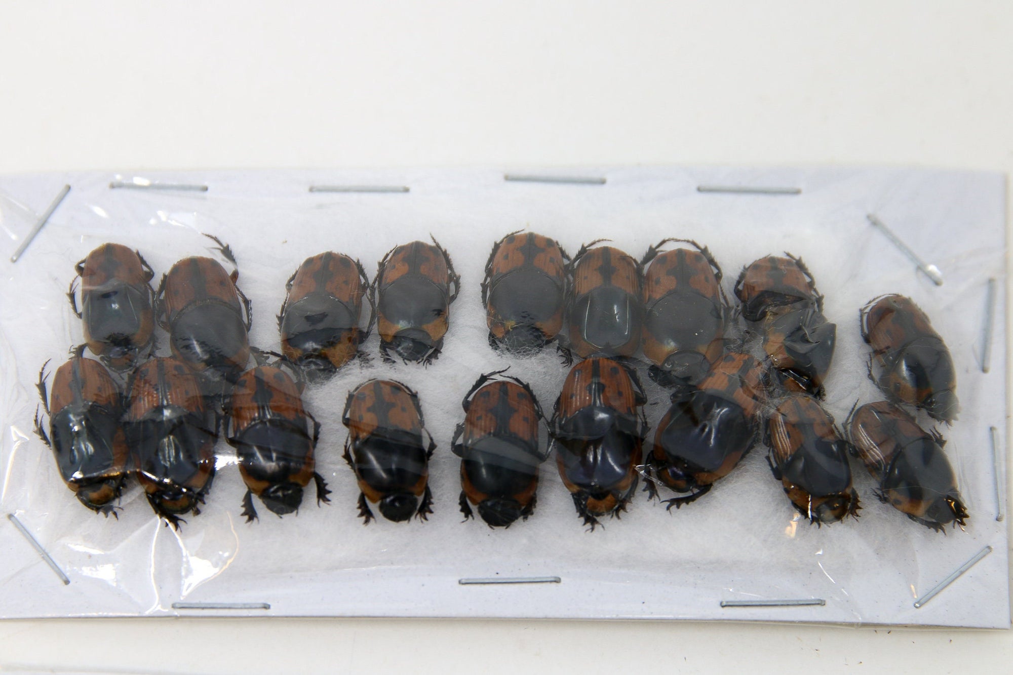 Assorted Specimens Insect Collection (Thailand) A1 Unmounted Dried Beetles, Coleoptera LOT*135