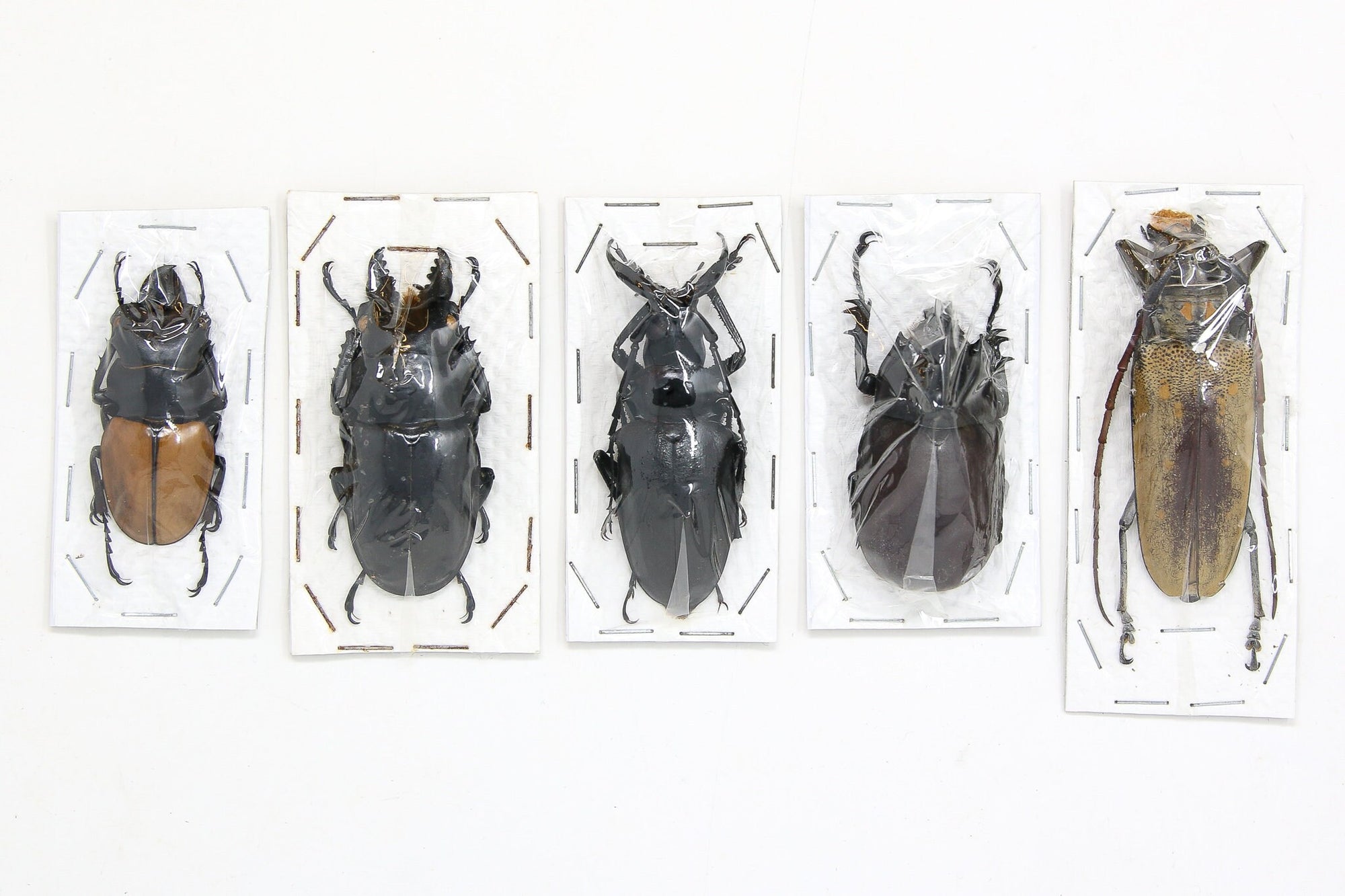 Assorted Specimens Insect Collection (Thailand) A1 Unmounted Dried Beetles, Coleoptera LOT*142