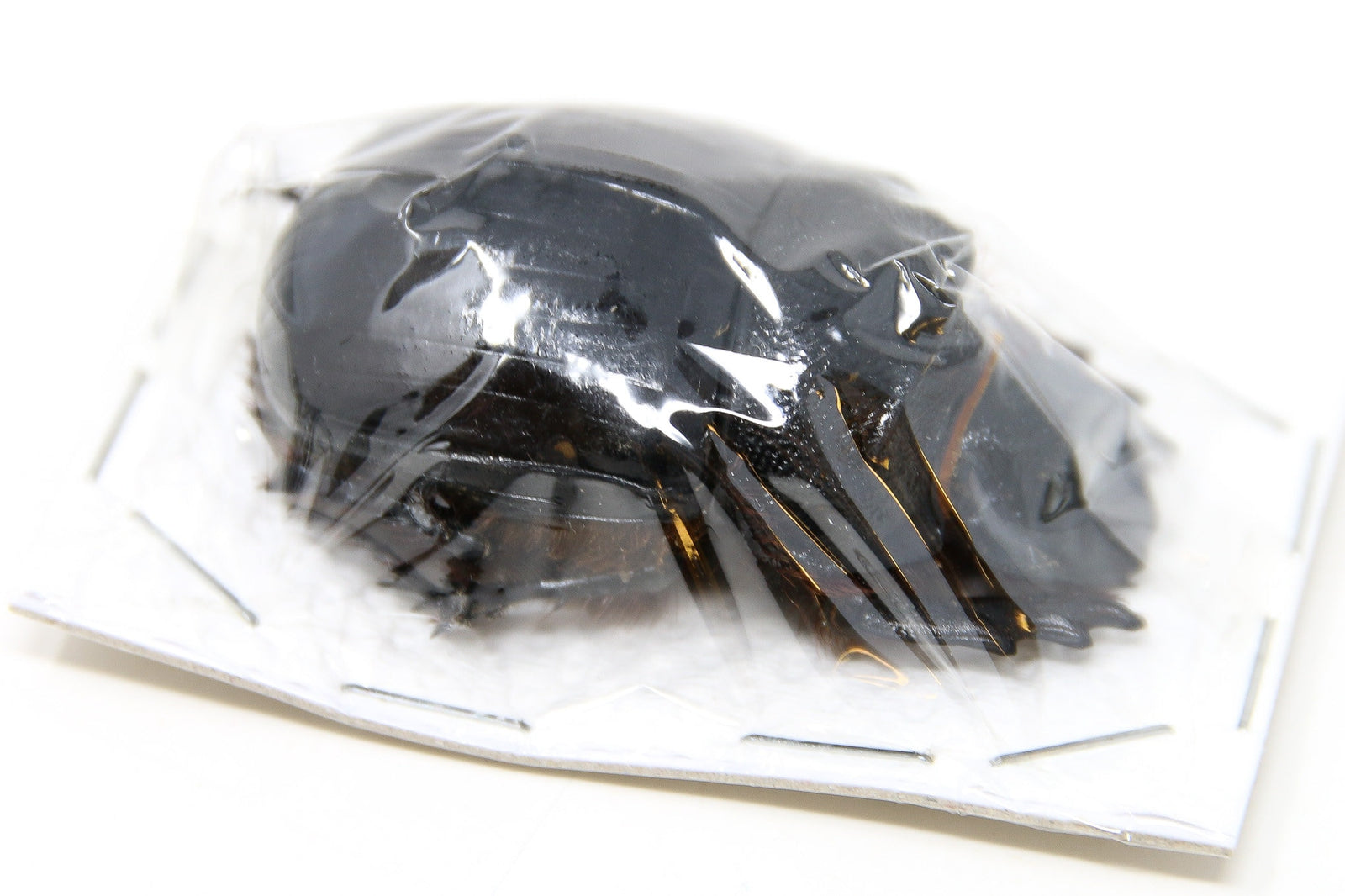 ELEPHANT SCARAB BEETLES Specimens Insect Collection (Thailand) A1 Unmounted Dried Beetles, Coleoptera Lot*191