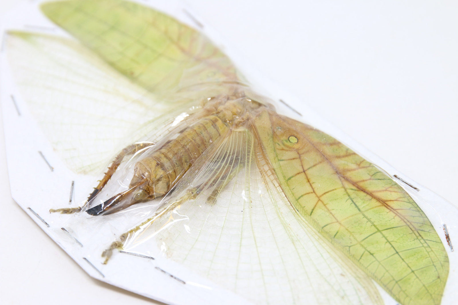 Katydid Insect Collection (Thailand) A1 Spread Specimen, Long-horned Grasshopper, Bush Cricket, Lot#38