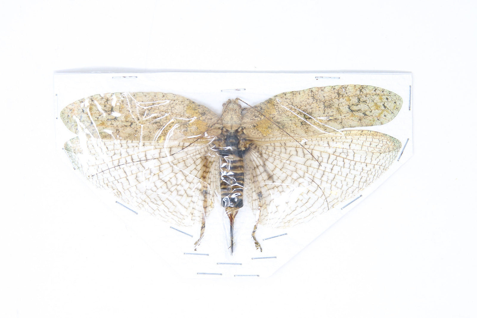 Katydid Insect Collection (Thailand) A1 Spread Specimen, Long-horned Grasshopper, Bush Cricket, Lot#12