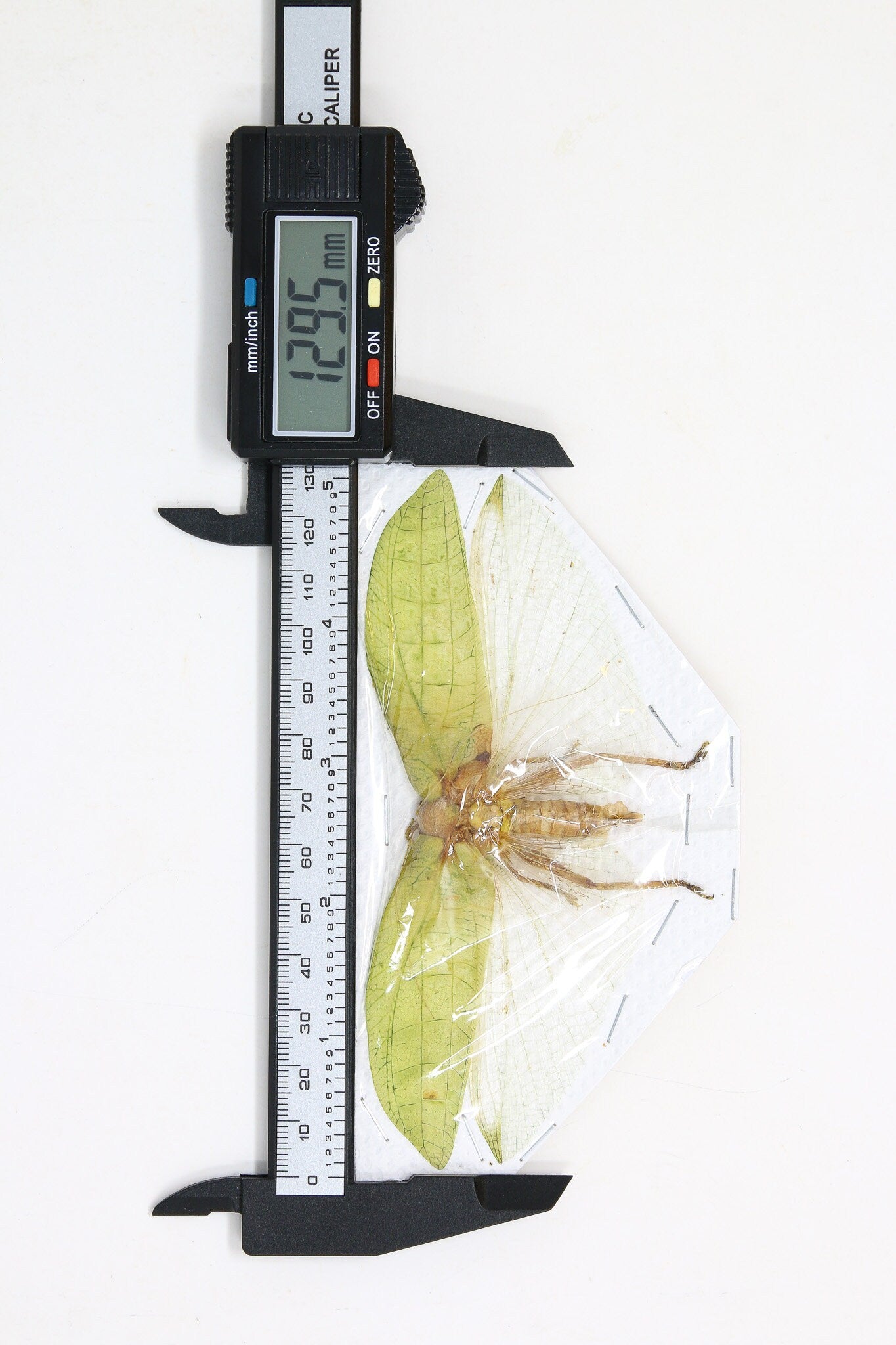 Katydid Insect Collection (Thailand) A1 Spread Specimen, Long-horned Grasshopper, Bush Cricket, Lot#24