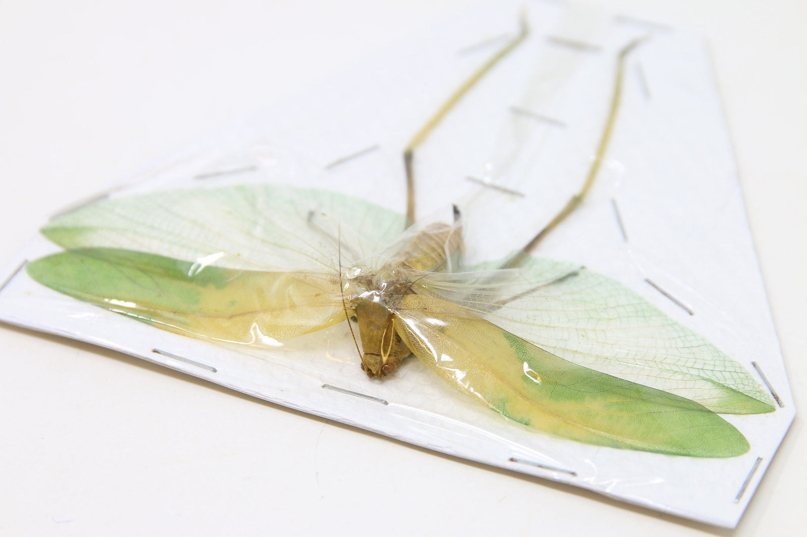 Katydid Insect Collection (Thailand) A1 Spread Specimen, Long-horned Grasshopper, Bush Cricket, Lot#34