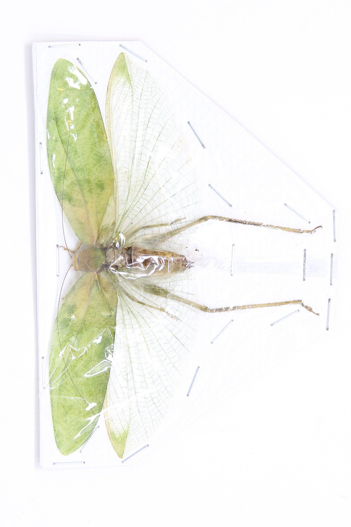 Katydid Insect Collection (Thailand) A1 Spread Specimen, Long-horned Grasshopper, Bush Cricket, Lot#25