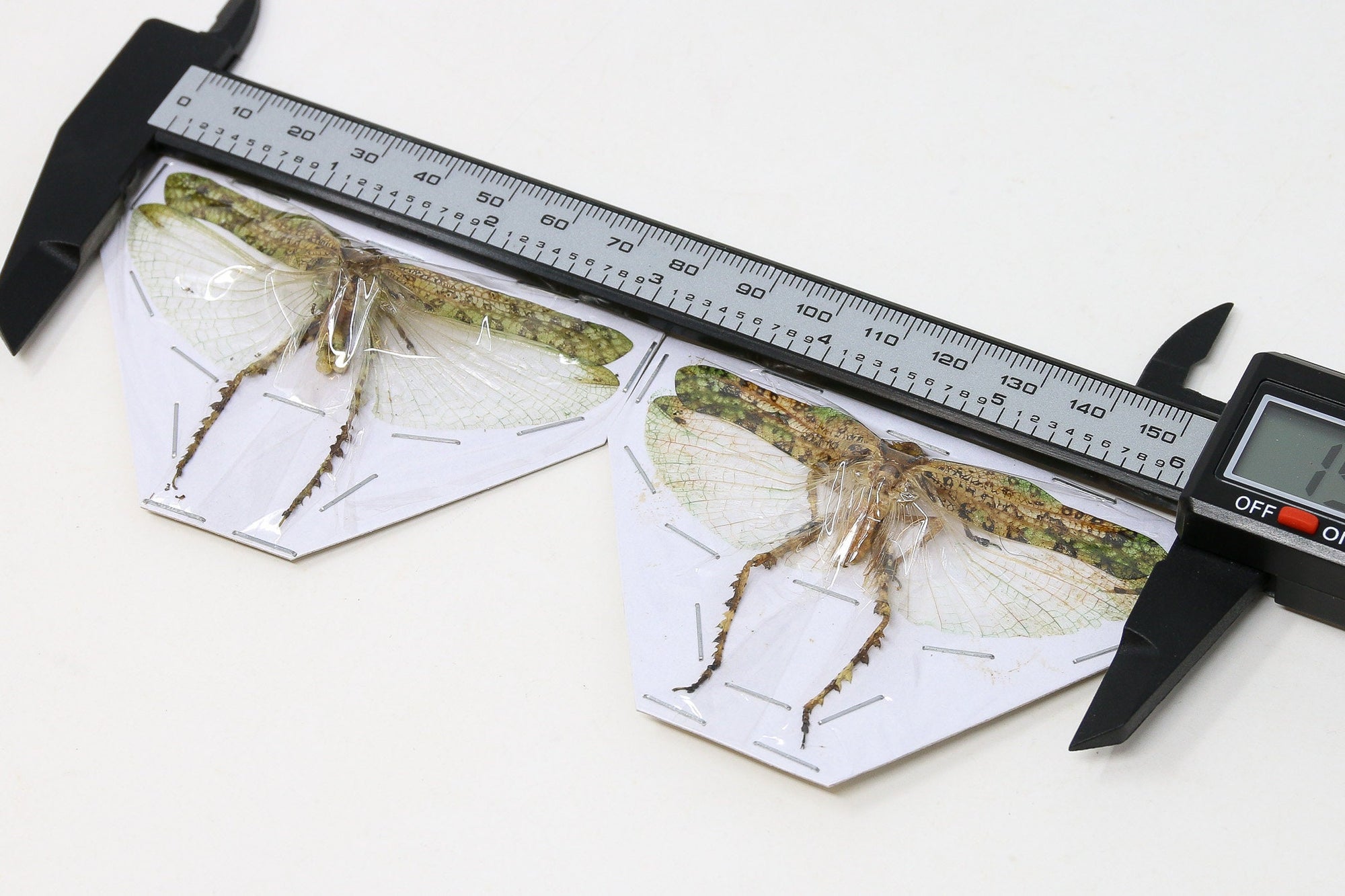 Katydid Insect Collection (Thailand) A1 Spread Specimen, Long-horned Grasshopper, Bush Cricket, Lot#05
