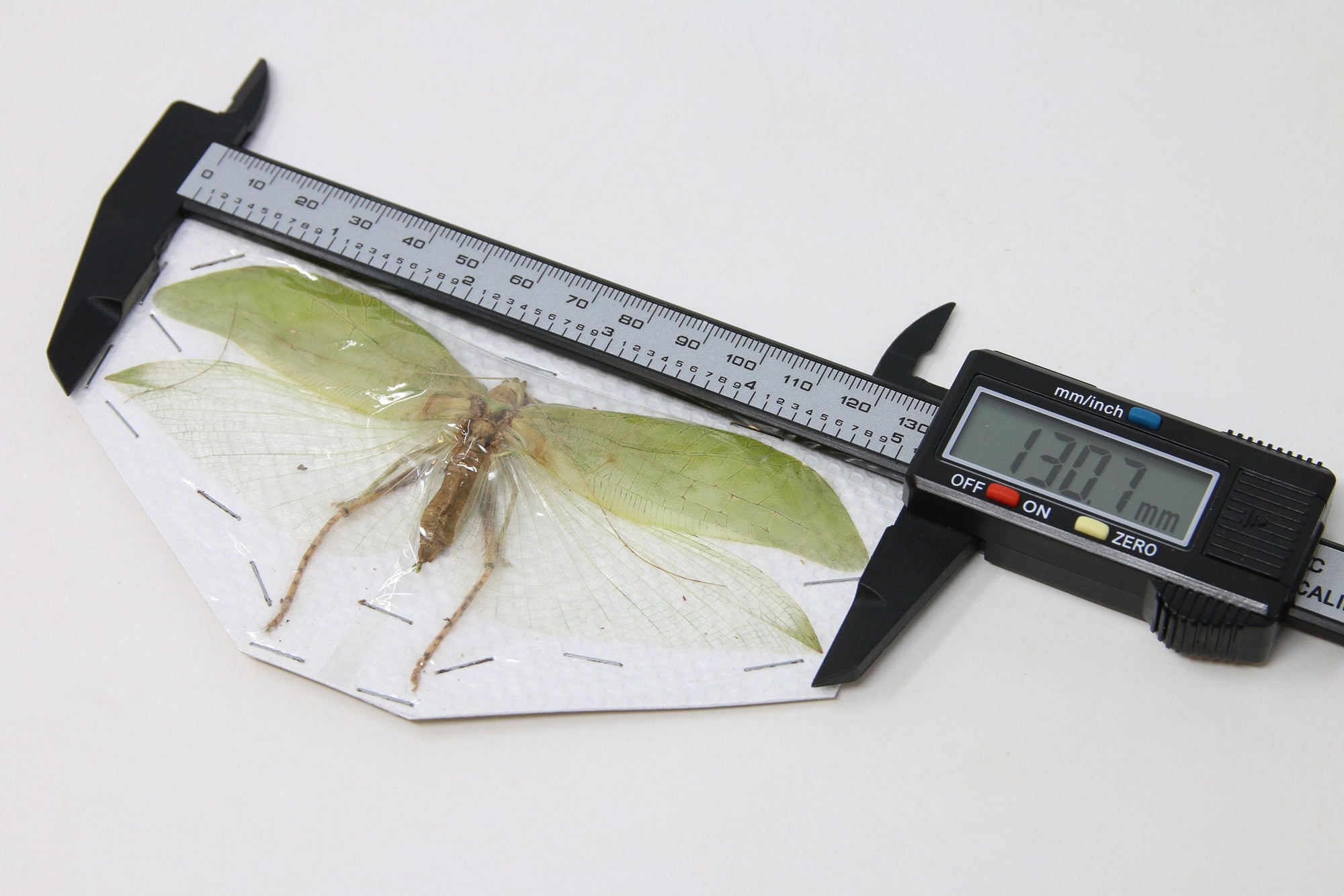 Katydid Insect Collection (Thailand) A1 Spread Specimen, Long-horned Grasshopper, Bush Cricket, Lot#32