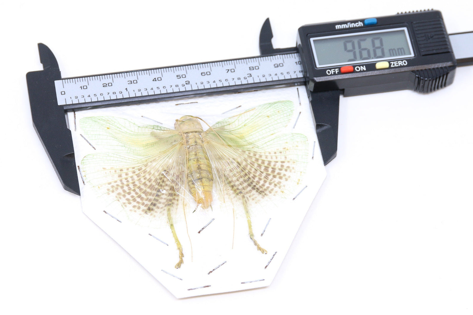 Katydid Insect Collection (Thailand) A1 Spread Specimen, Long-horned Grasshopper, Bush Cricket, Lot#07