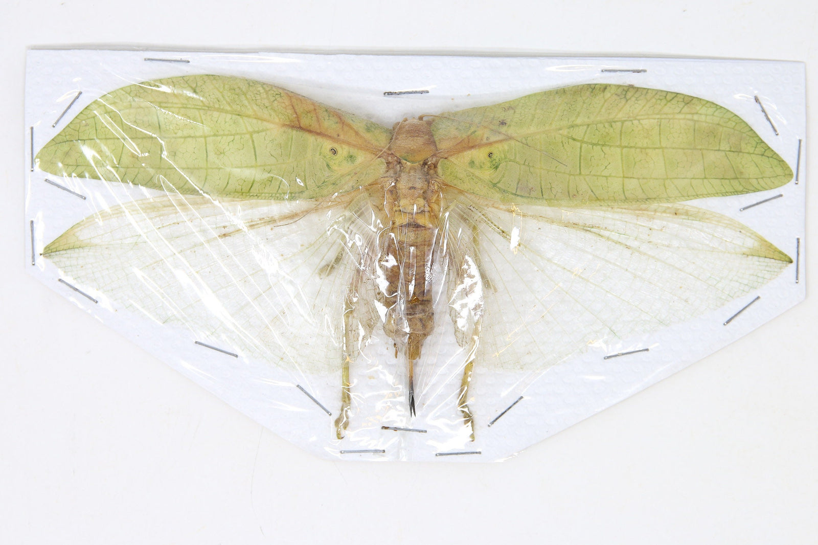 Katydid Insect Collection (Thailand) A1 Spread Specimen, Long-horned Grasshopper, Bush Cricket, Lot#42