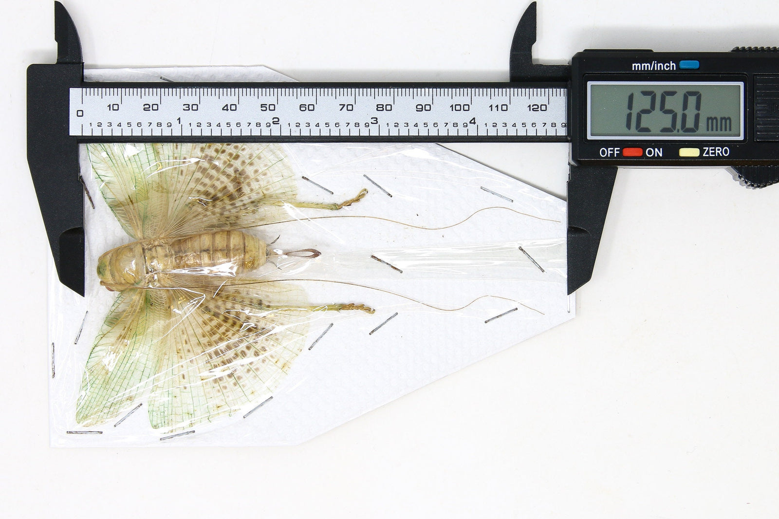 Katydid Insect Collection (Thailand) A1 Spread Specimen, Long-horned Grasshopper, Bush Cricket, Lot#08