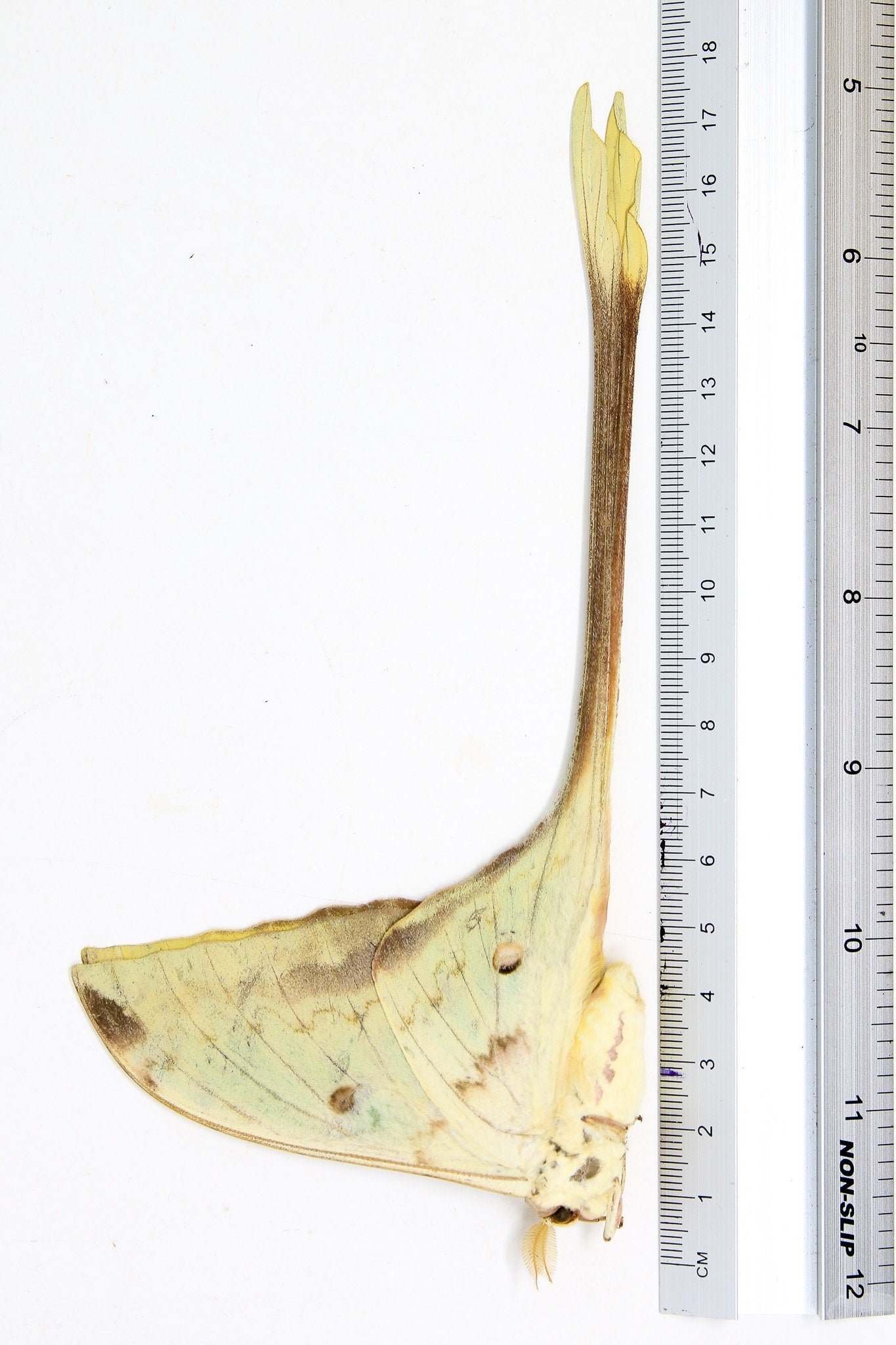 A Pair of Malaysian Moon Moths (Actias maenas diana) Unmounted Specimens A1-