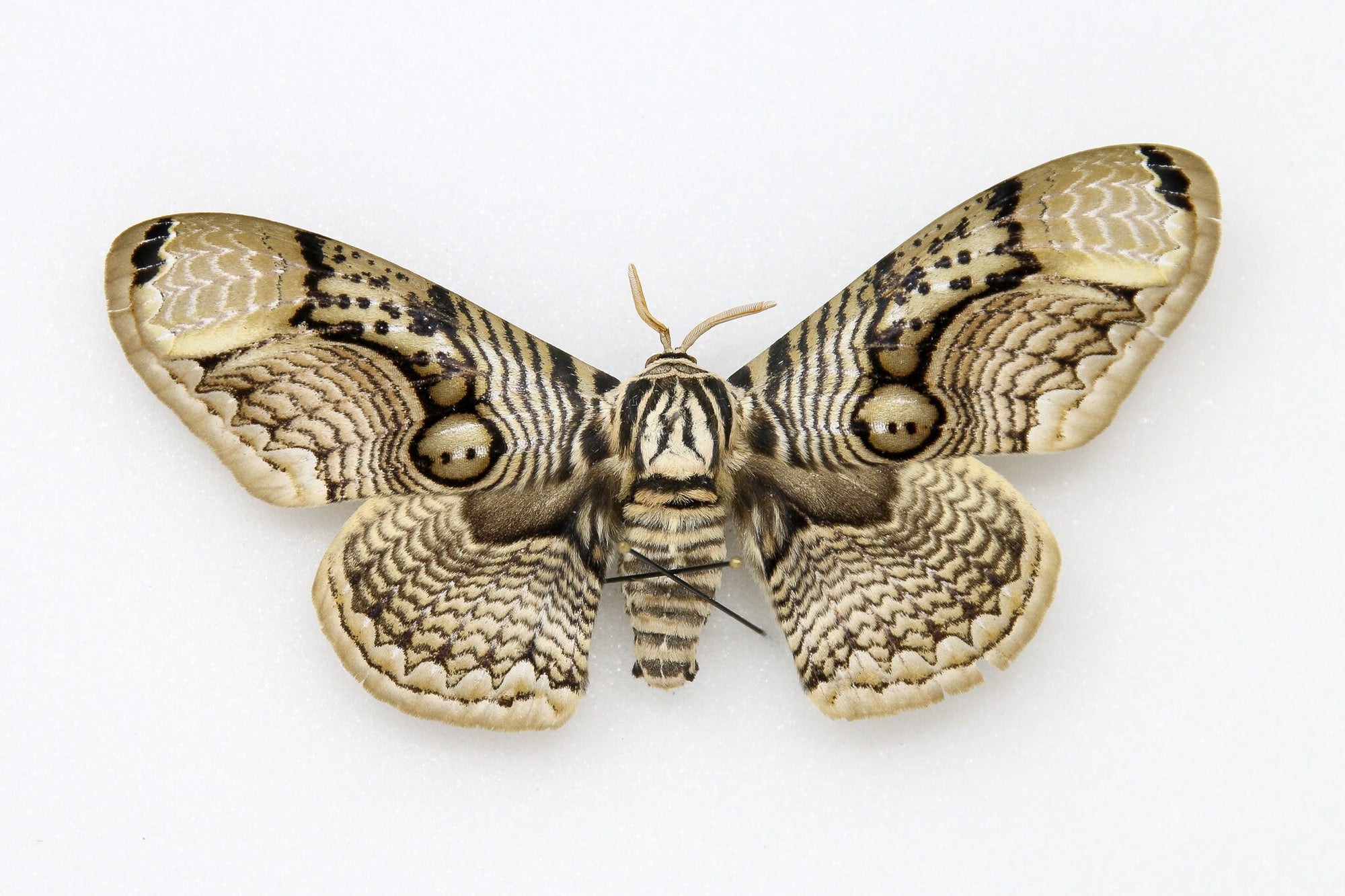 Brahmaea Moths Pinned Box Frame Taxidermy Collection | Real Entomology Specimens | 12x9x2 inch (BFS03)