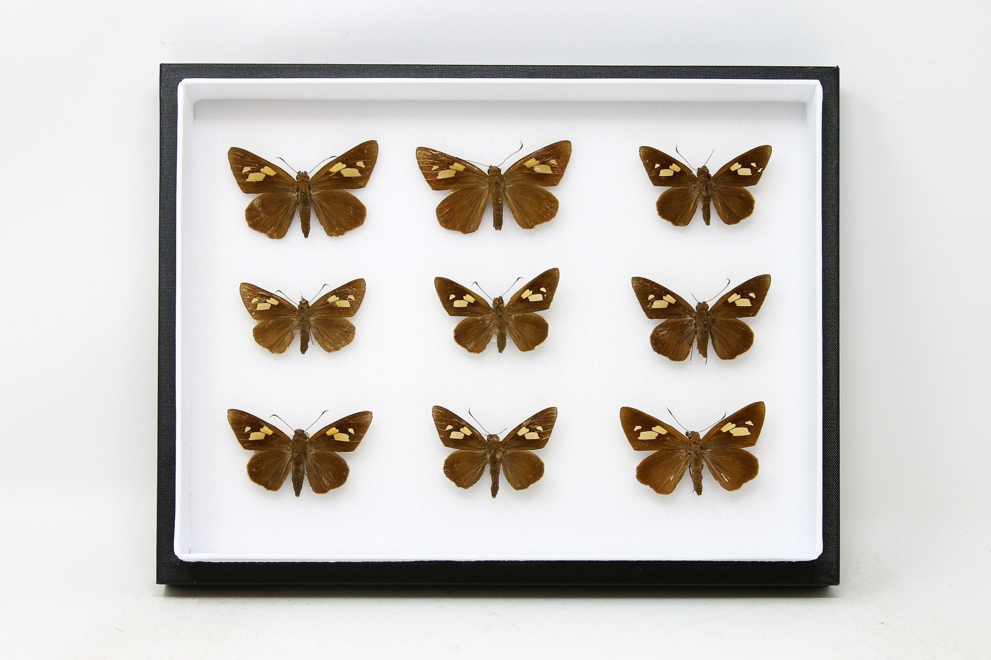 Vintage Moth Collection Pinned Box Frame Taxidermy Collection | Real Entomology Specimens | 12x9x2 inch (B112)