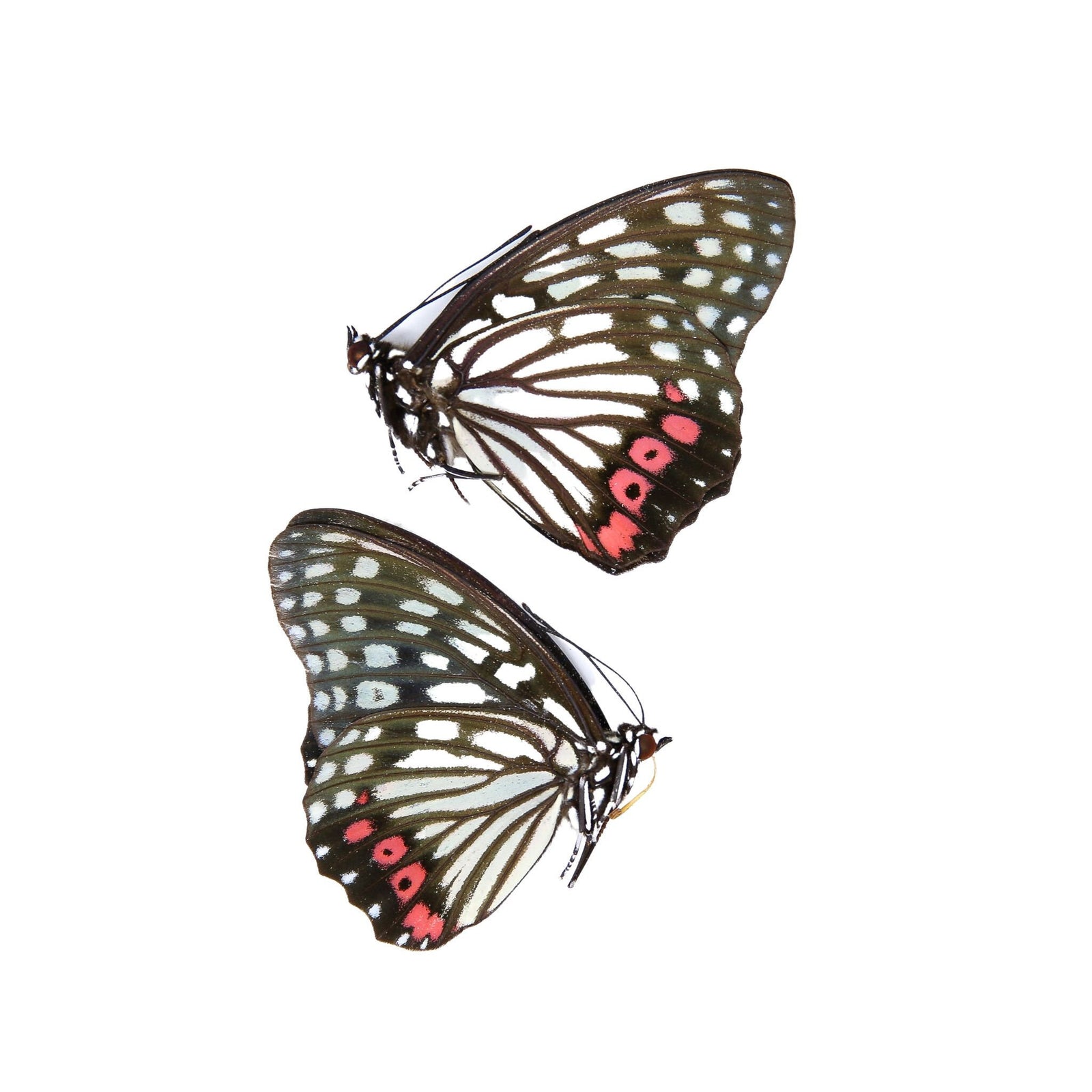 Two (2) Hestina assimilis, Red Ring Skirt, A1 Real Dry-Preserved Butterflies, Unmounted Entomology Taxidermy Specimens