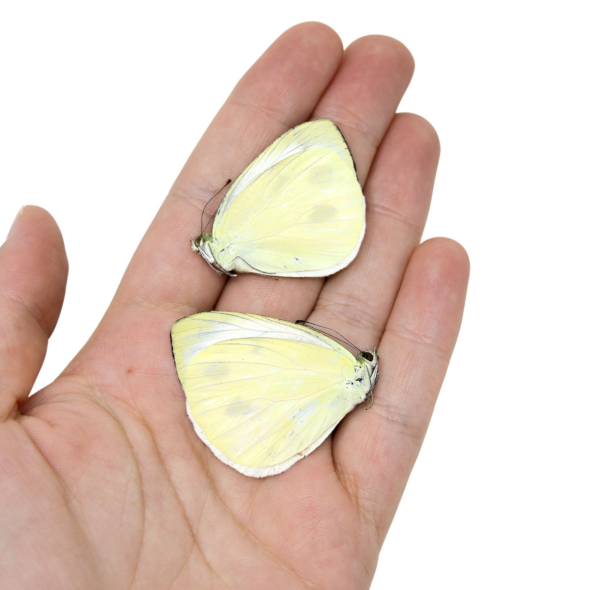 Two (2) Pieris candia, WHITE Butterflies, A1 Real Dry-Preserved Butterflies, Unmounted Entomology Taxidermy Specimens