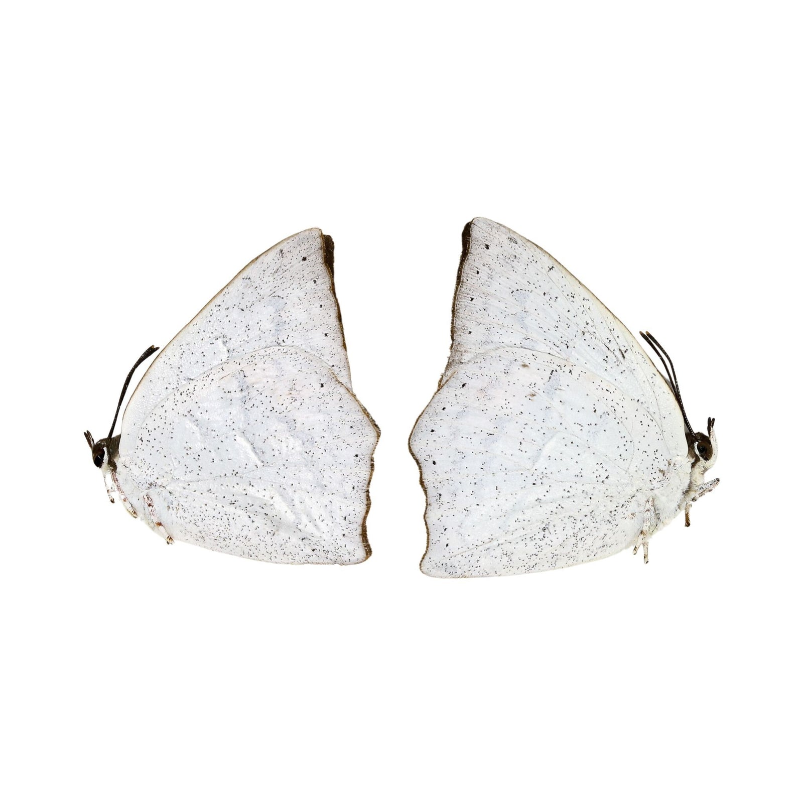 Two (2) Curetis acuta, The Angled Sunbeam, A1 Real Dry-Preserved Unmounted Butterflies, Entomology Taxidermy Specimens