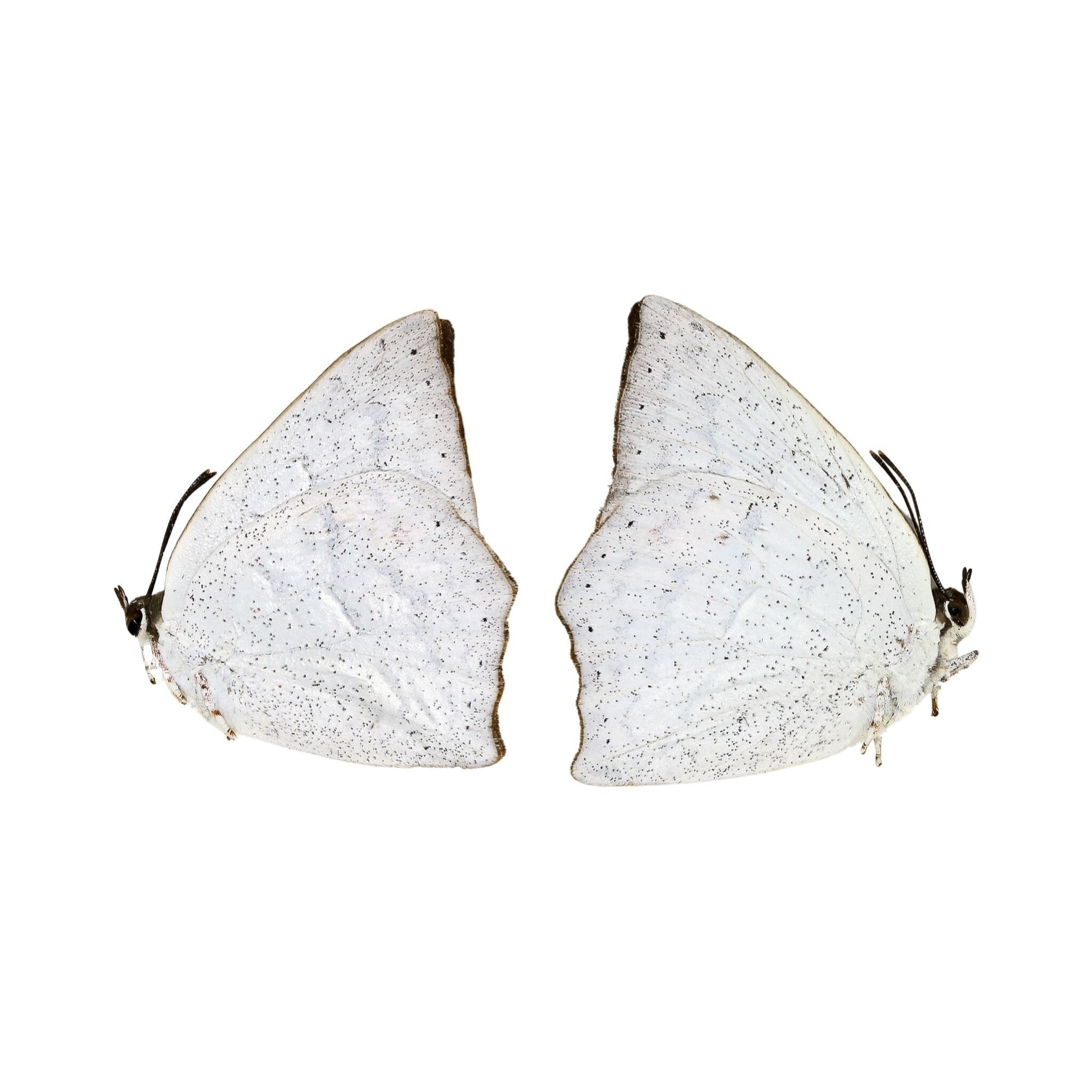 Two (2) Curetis acuta, The Angled Sunbeam, A1 Real Dry-Preserved Unmounted Butterflies, Entomology Taxidermy Specimens