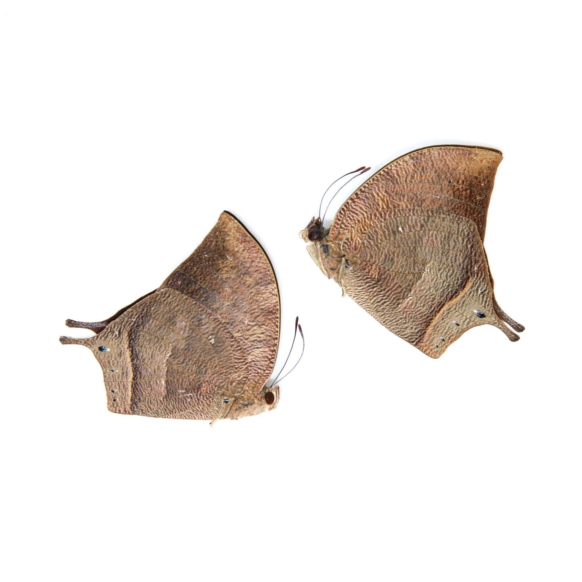 Two (2) Anaea nessus, A1 Real Dry-Preserved Butterflies, Unmounted Entomology Taxidermy Specimens