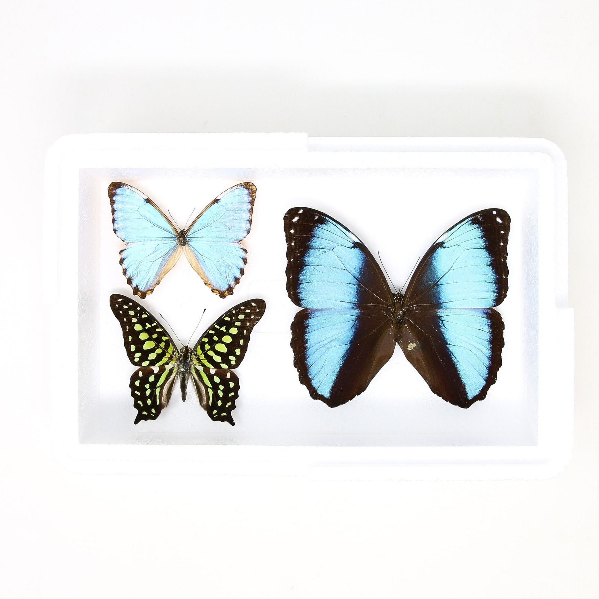 Pinned Tropical Butterflies, A1 Real Pinned Set Butterfly Specimens, Entomology Taxidermy (#BUT26)