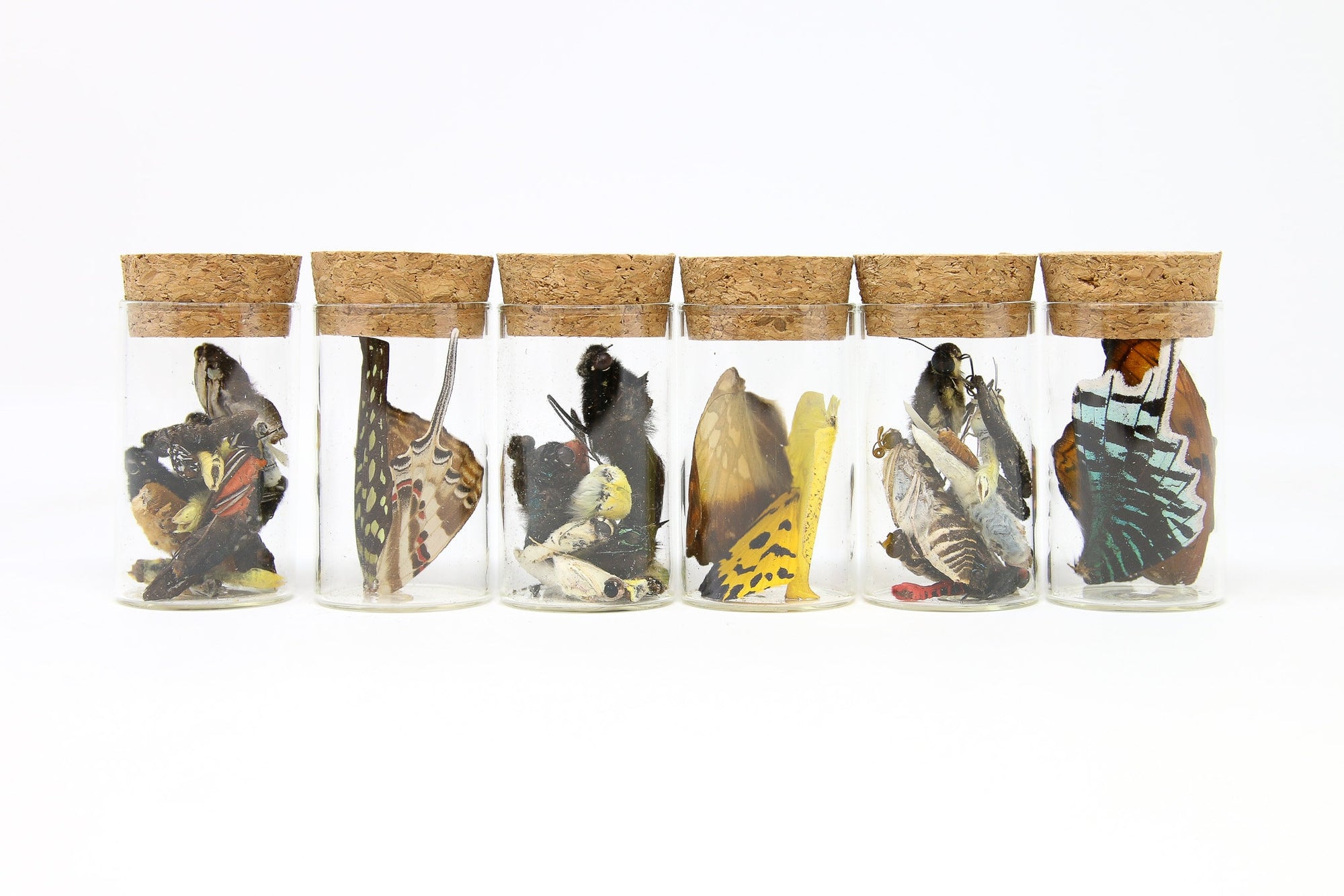 SIX (6) Glass Vials with Real Butterfly Wings and Curiosities for Artistic Creation