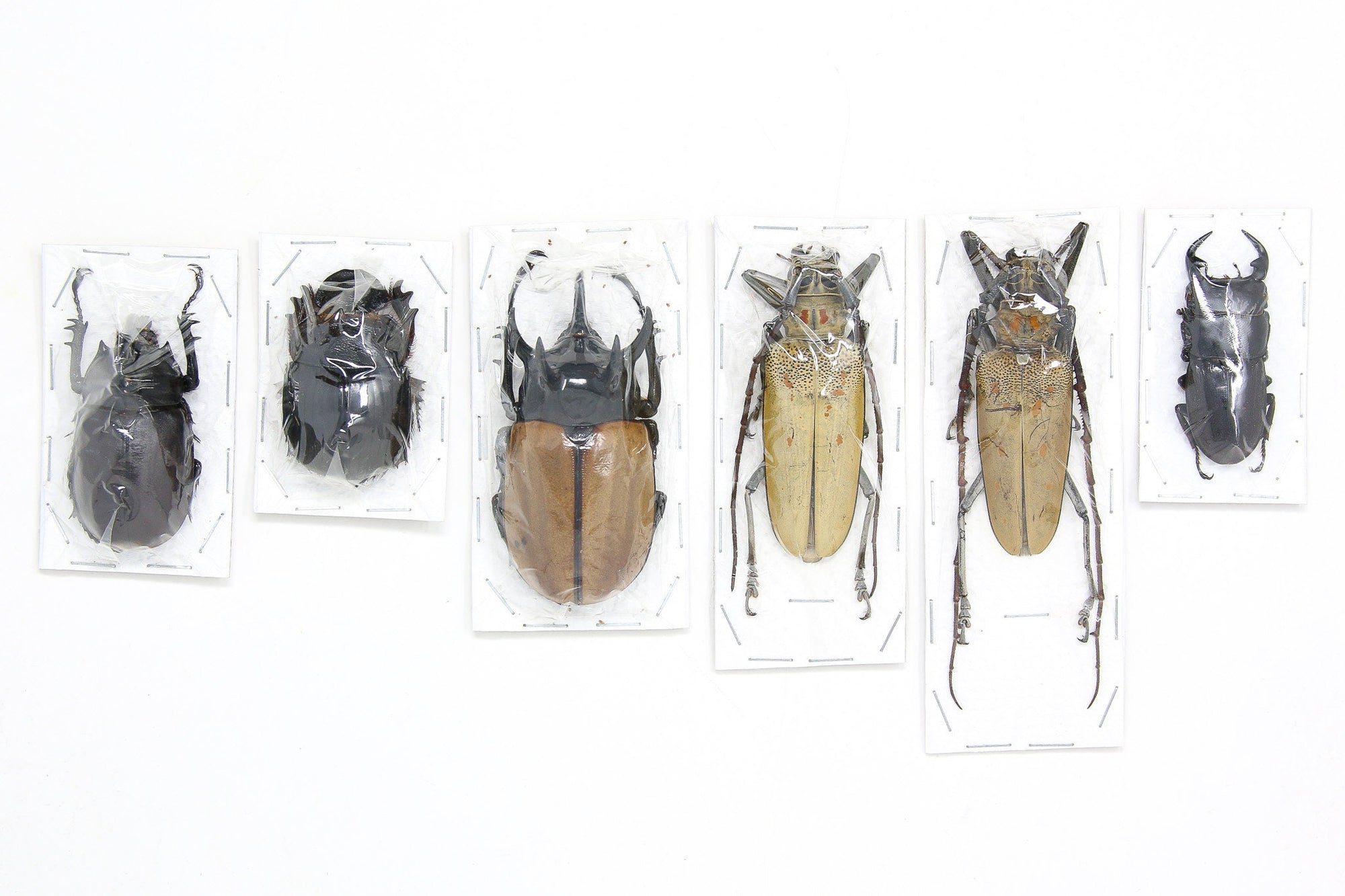Assorted Specimens Insect Collection (Thailand) A1 Unmounted Dried Beetles, Coleoptera LOT*152