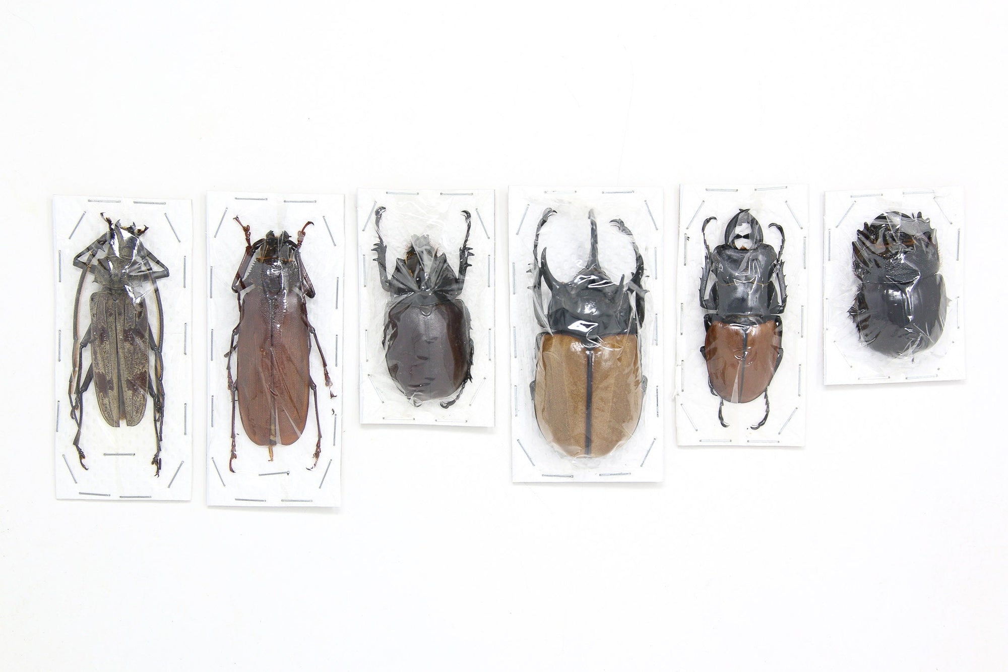 Assorted Specimens Insect Collection (Thailand) A1 Unmounted Dried Beetles, Coleoptera LOT*154