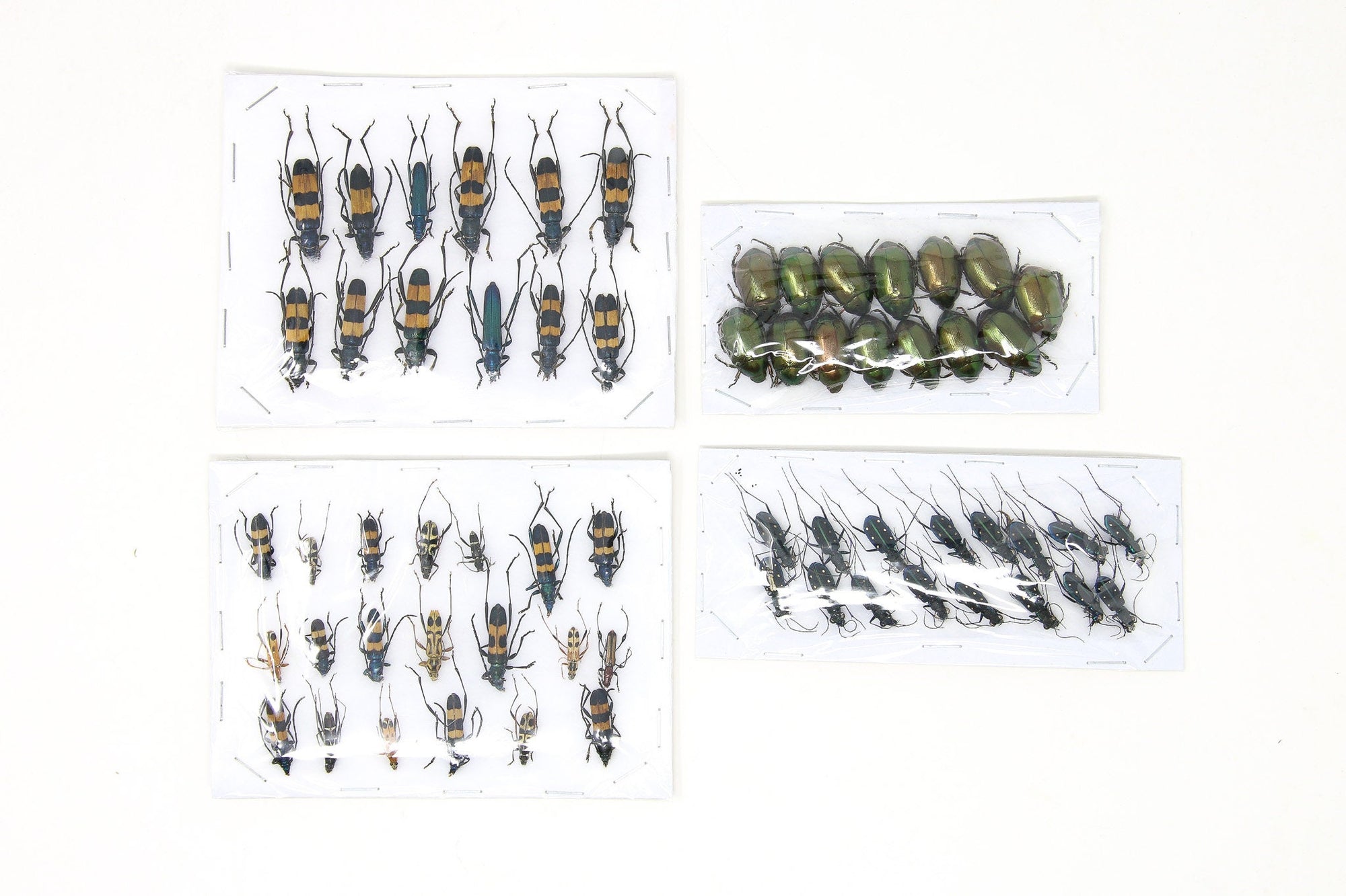 Assorted Specimens Insect Collection (Thailand) A1 Unmounted Dried Beetles, Coleoptera LOT*158