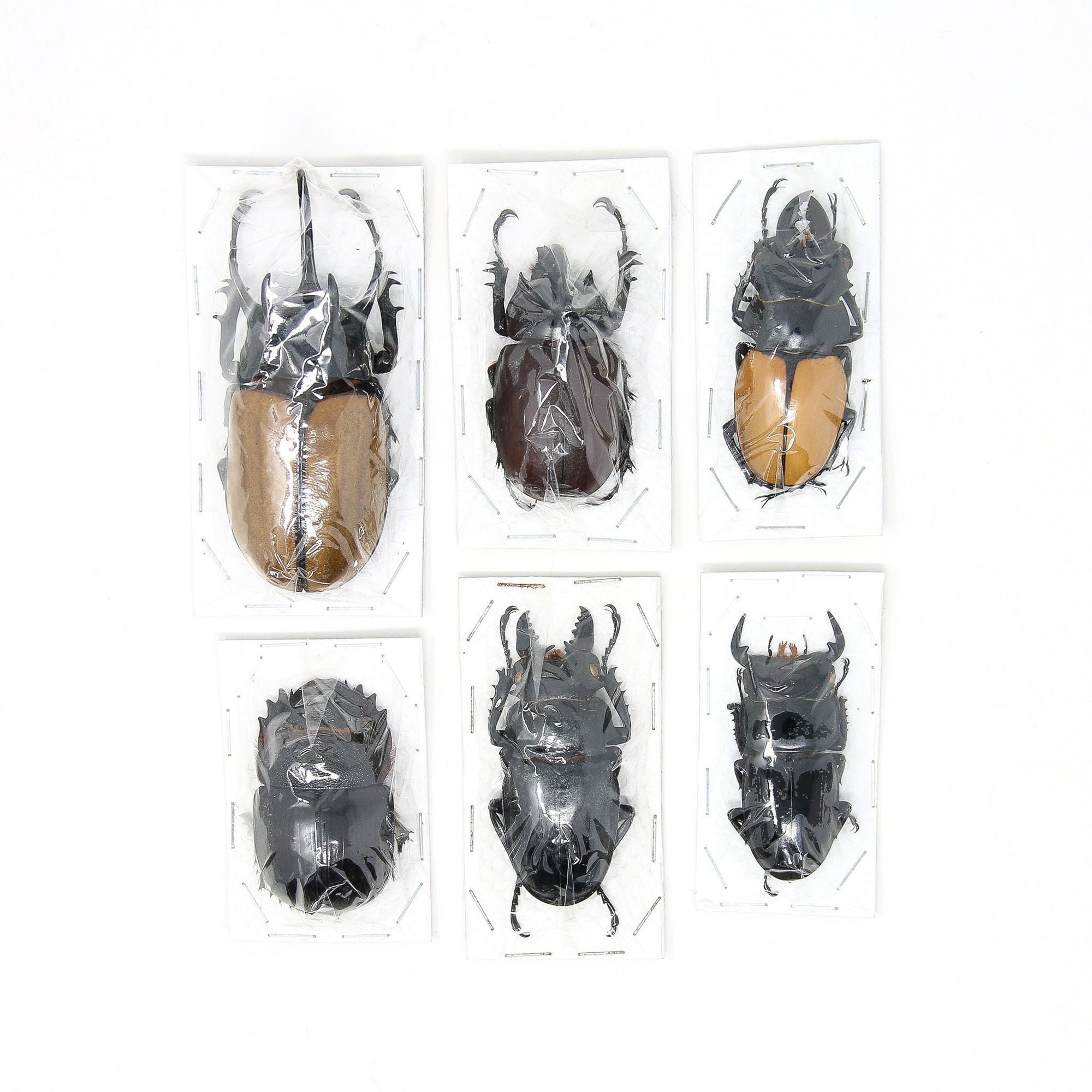 Assorted Specimens Insect Collection (Thailand) A1 Unmounted Dried Beetles, Coleoptera LOT*166