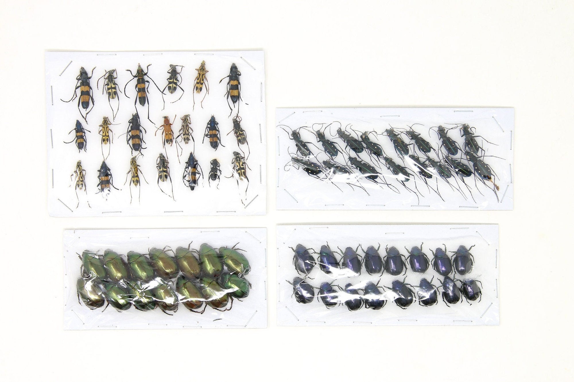 Assorted Specimens Insect Collection (Thailand) A1 Unmounted Dried Beetles, Coleoptera LOT*168