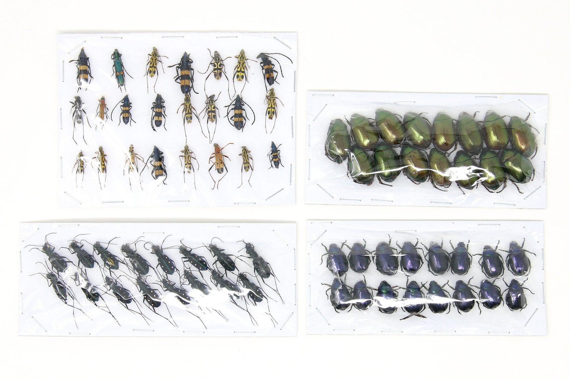 Assorted Specimens Insect Collection (Thailand) A1 Unmounted Dried Beetles, Coleoptera LOT*172