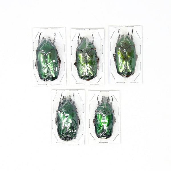 Assorted Specimens Insect Collection (Thailand) A1 Unmounted Dried Bee