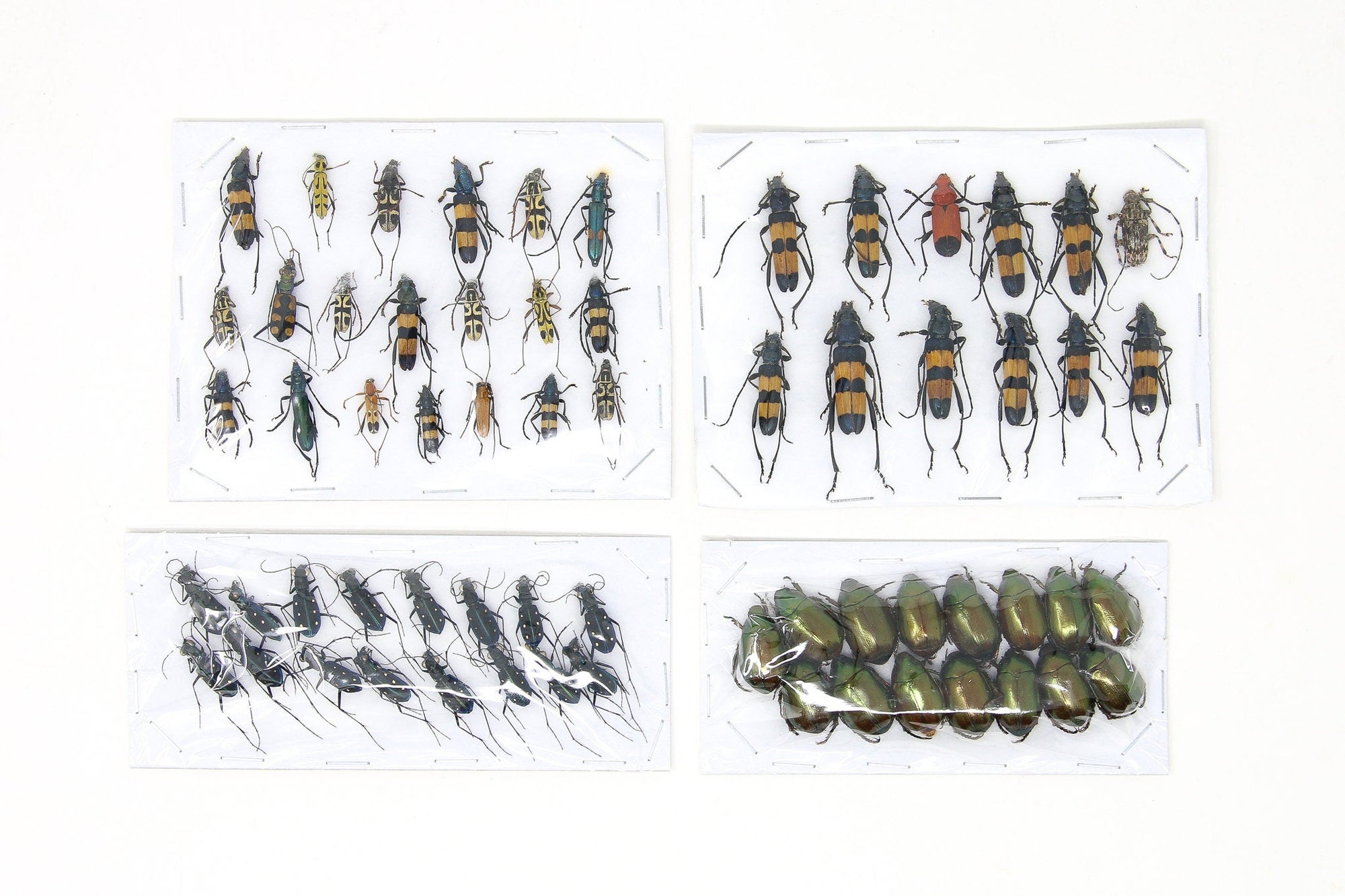 Assorted Specimens Insect Collection (Thailand) A1 Unmounted Dried Beetles, Coleoptera LOT*174