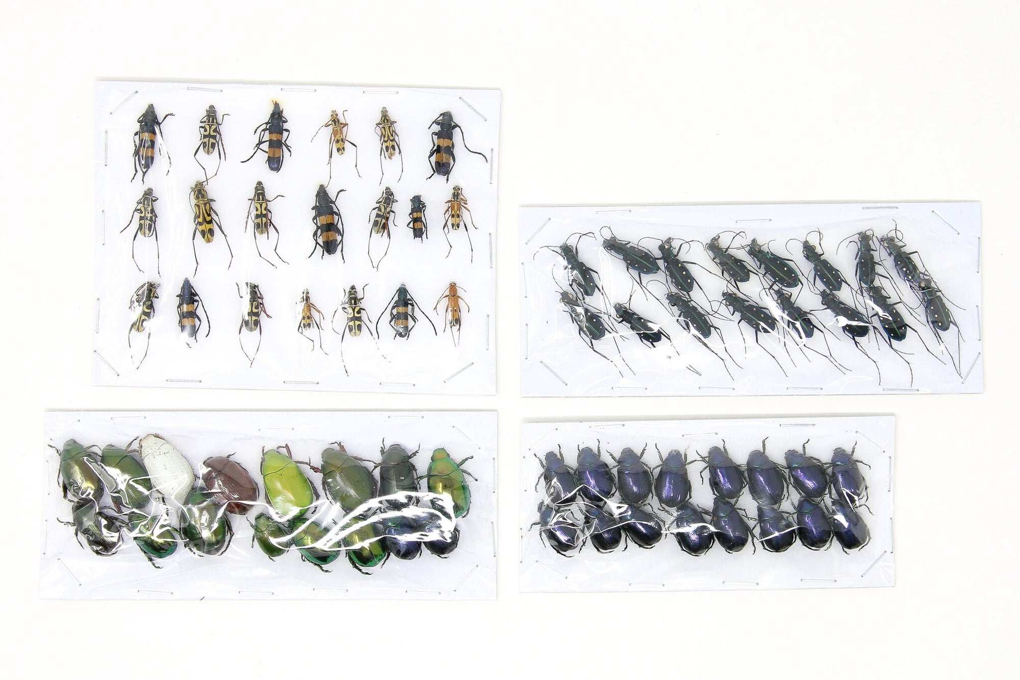 Assorted Specimens Insect Collection (Thailand) A1 Unmounted Dried Beetles, Coleoptera LOT*177