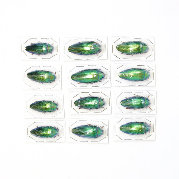 Assorted Specimens Insect Collection (Thailand) A1 Unmounted Dried Bee