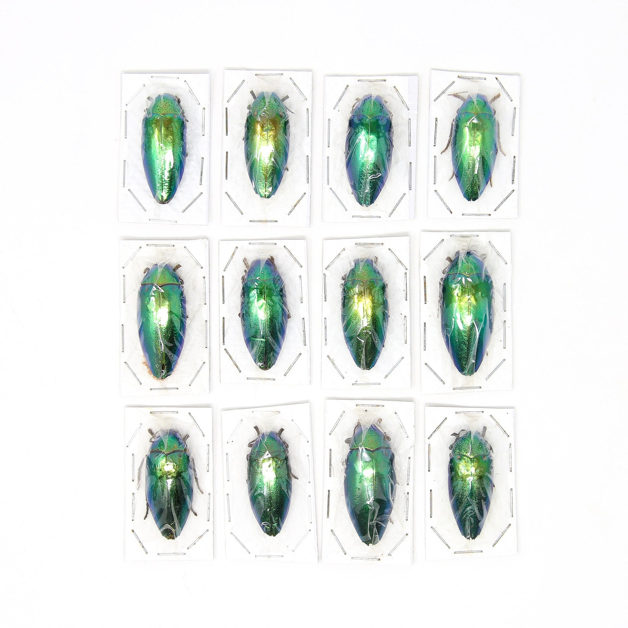 Assorted Specimens Insect Collection (Thailand) A1 Unmounted Dried Beetles, Coleoptera LOT*196