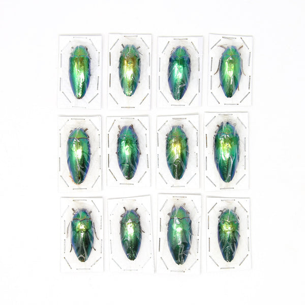 Assorted Specimens Insect Collection (Thailand) A1 Unmounted Dried Bee