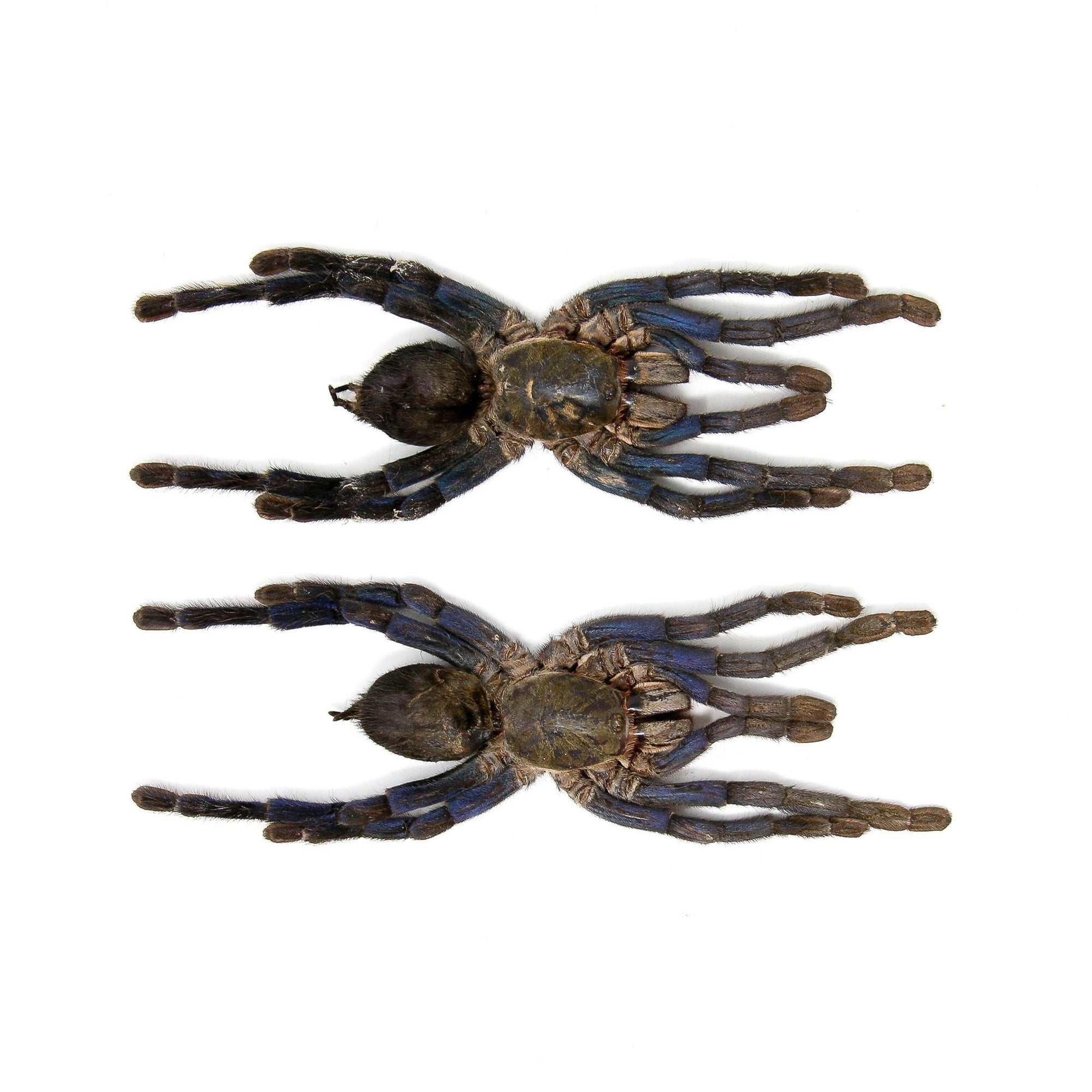 Two (2) Cobalt BLUE Tarantulas (Cyriopagopus lividus) 140mm A1 Stuffed Specimens, Arachnids, Entomology, Taxidermy