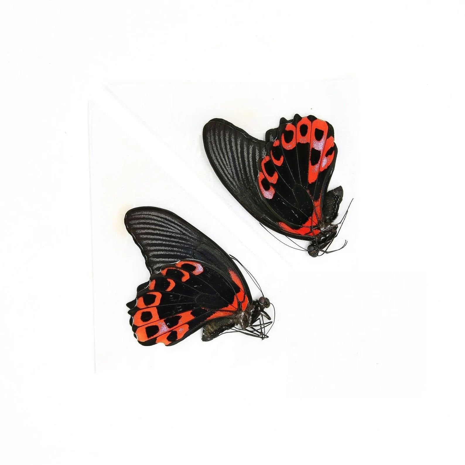 Two (2) Papilio rumanzovia "Scarlet Mormon" A1 Real Dry-Preserved Butterflies, Unmounted Entomology Taxidermy Specimens