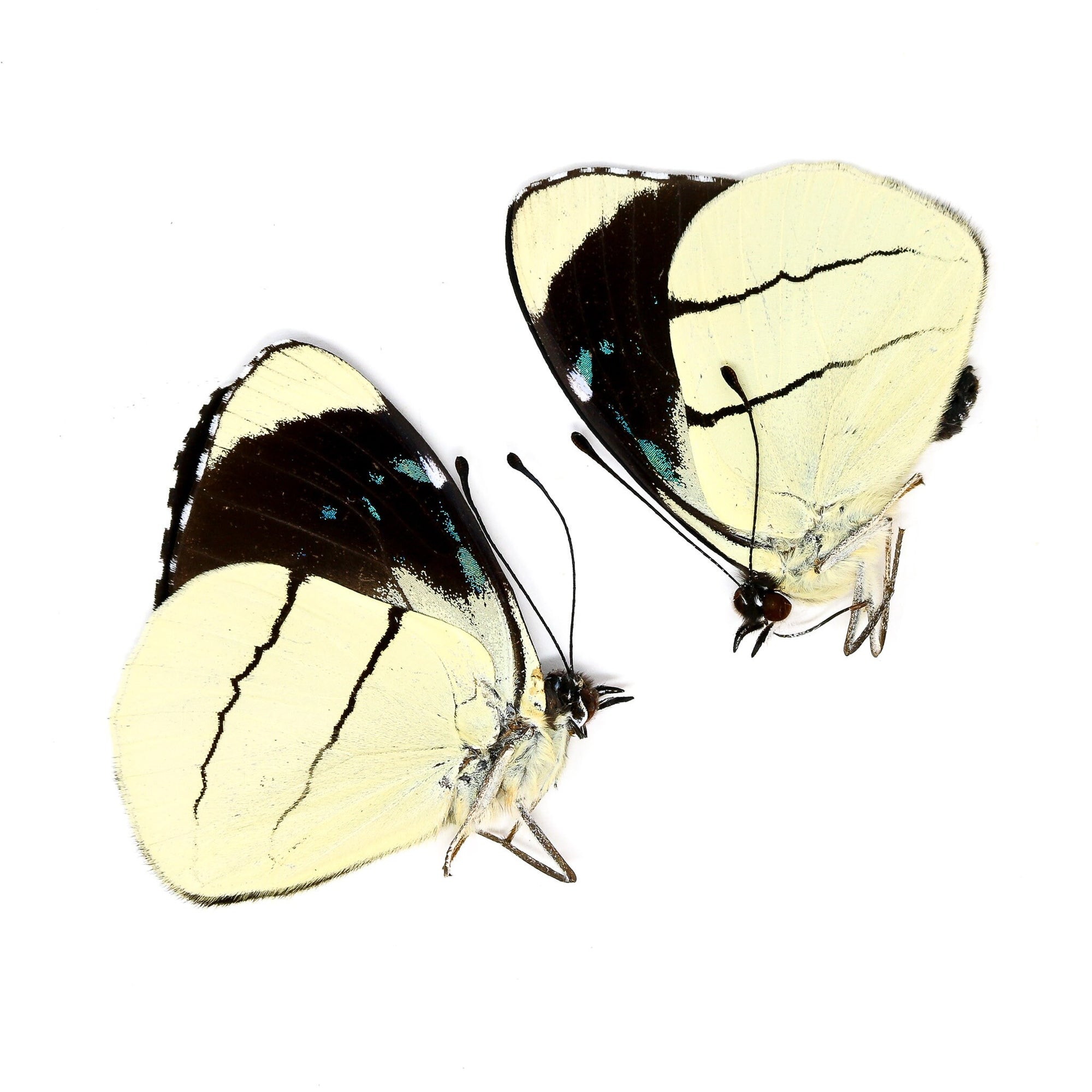Two (2) Perisama oppelii, A1 Real Dry-Preserved Butterflies, Unmounted Entomology Taxidermy Lepidoptera Specimens