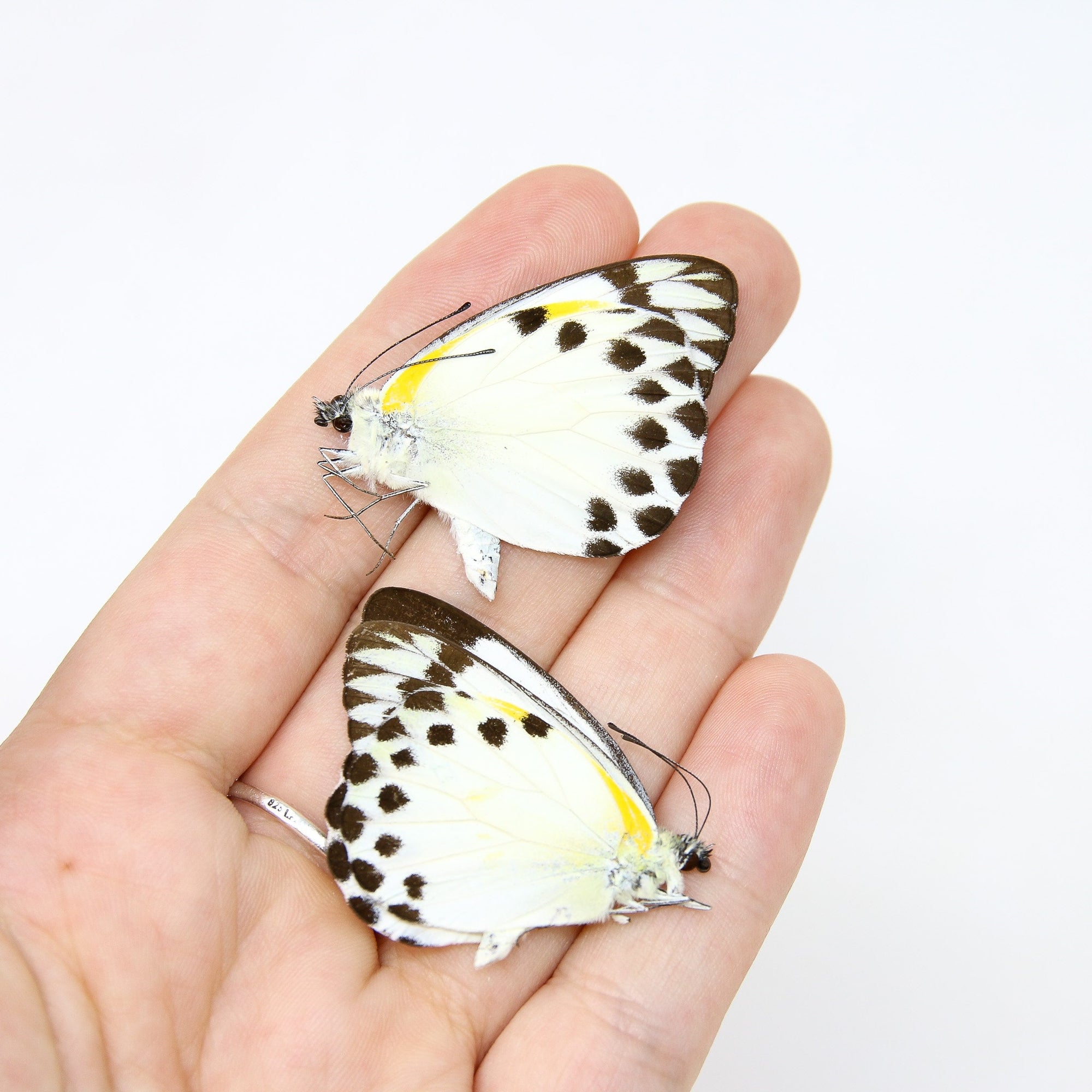 Two (2) Belenois theora, Forest Caper White, A1 Real Dry-Preserved Unmounted Butterflies, Entomology Taxidermy Specimens