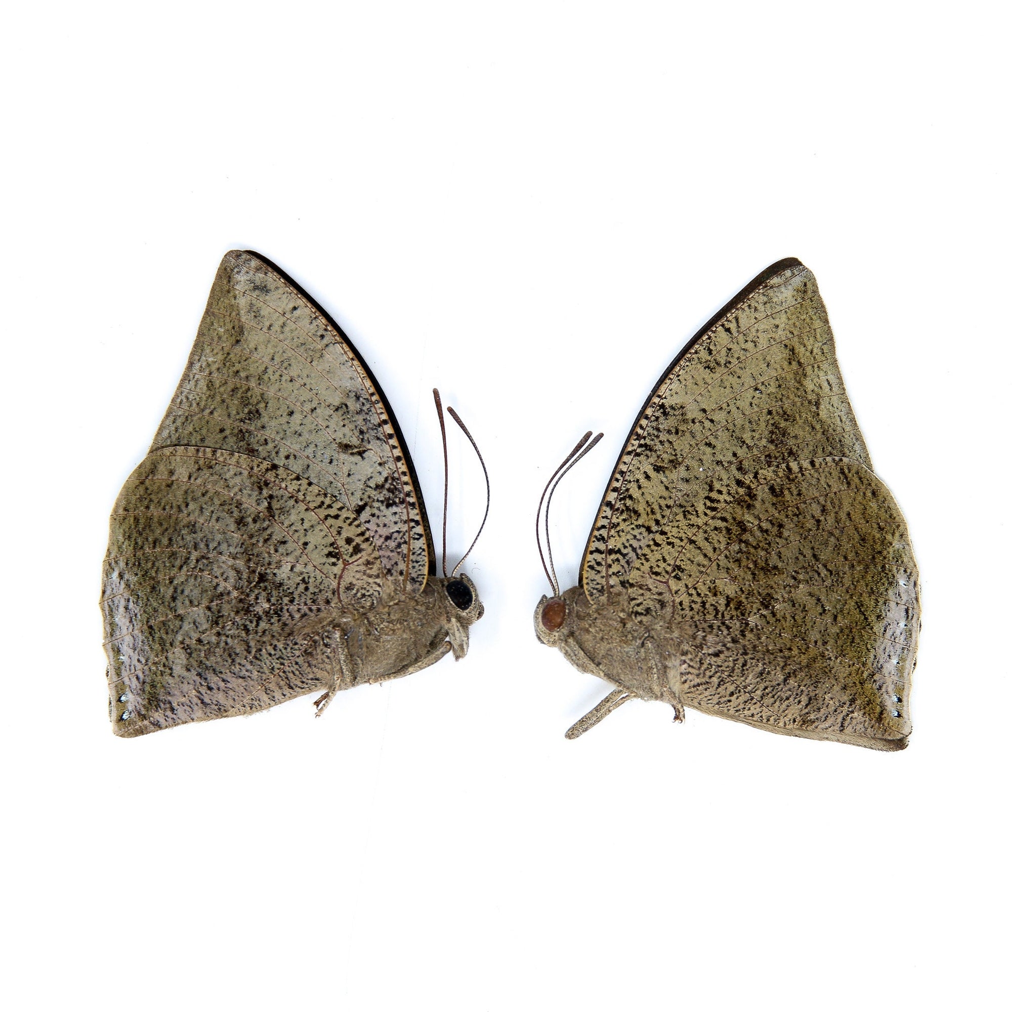 Two (2) Anaea xenocrates, A1 Real Dry-Preserved Butterflies, Unmounted Entomology Taxidermy Specimens