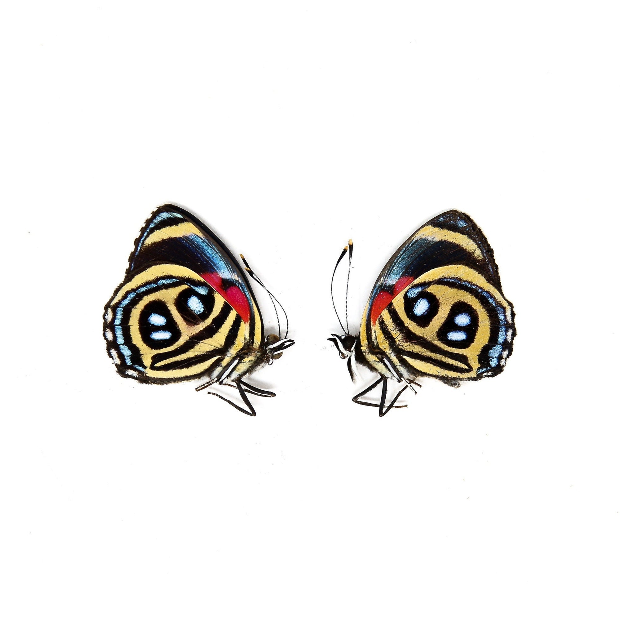 Two (2) Paulogramma peristera, A1 Real Dry-Preserved Butterflies, Unmounted Entomology Taxidermy Specimens