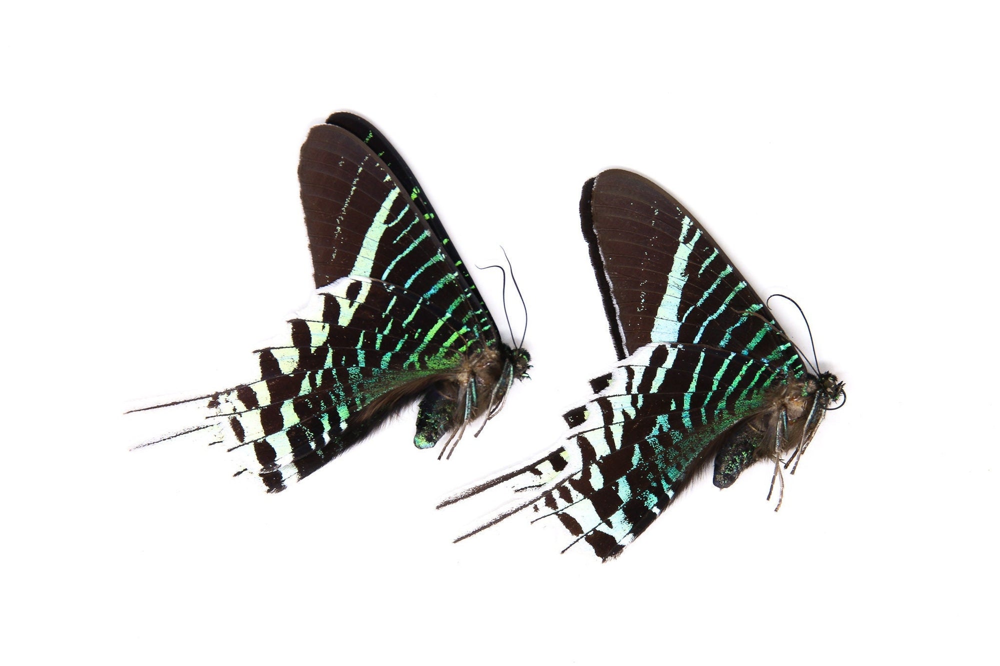 Two (2) Urania leilus, Green Banded Day Flying Moth, A1 Real Dry-Preserved Unmounted Butterflies, Entomology Taxidermy Specimens
