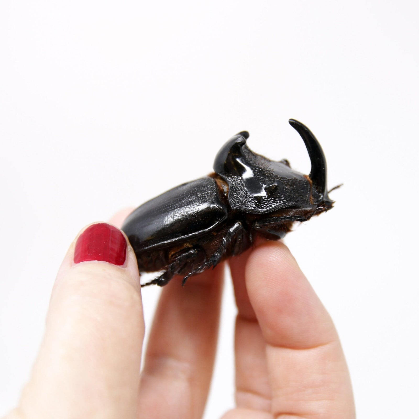 Thai Rhino Beetles (Trichogomphus martabani) A1 Unmounted Specimens