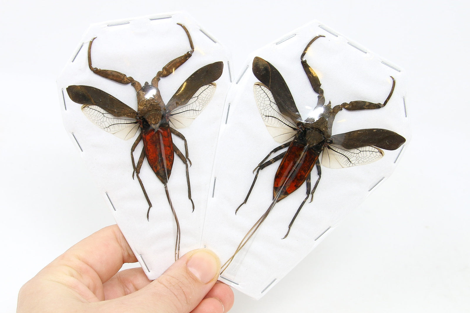 TWO (2) Red Water Scorpions (Laccotrephes pfeiferiae) A1 Real Dry-Preserved Insects, Unmounted Entomology Taxidermy Specimens, Hemiptera